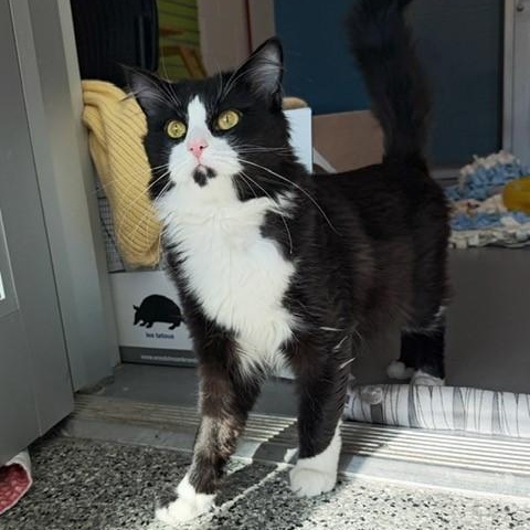 Enlarge Tutu, a Adoptable Domestic Short Hair in New Westminster, BC image 2/3
