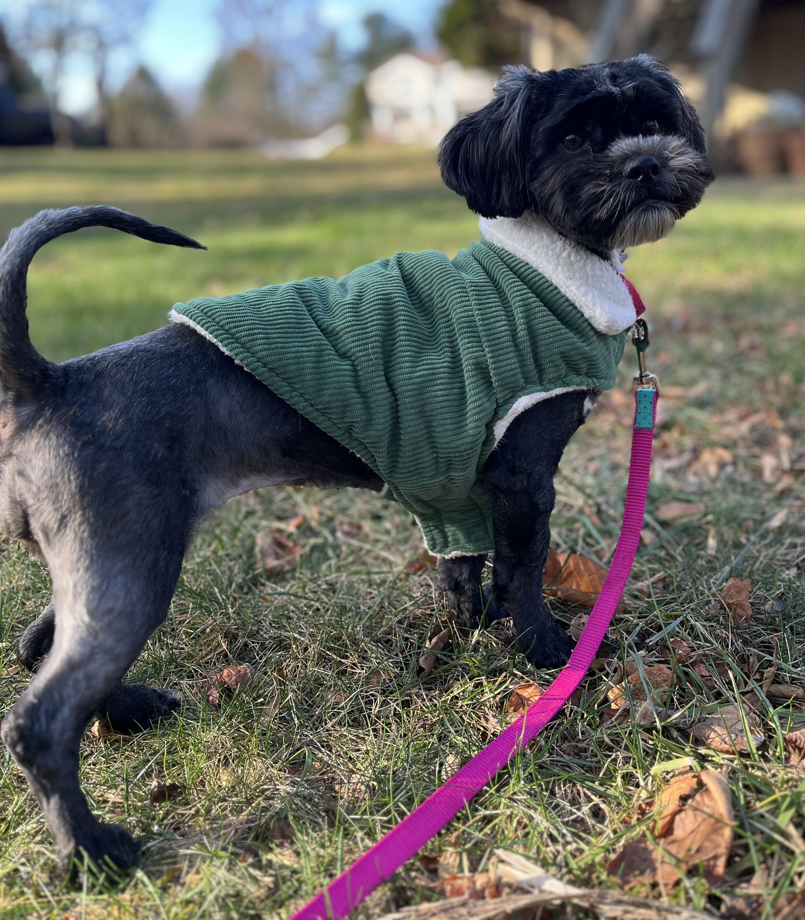Moni , adopted, Young Female Shih Tzu & Schnoodle.