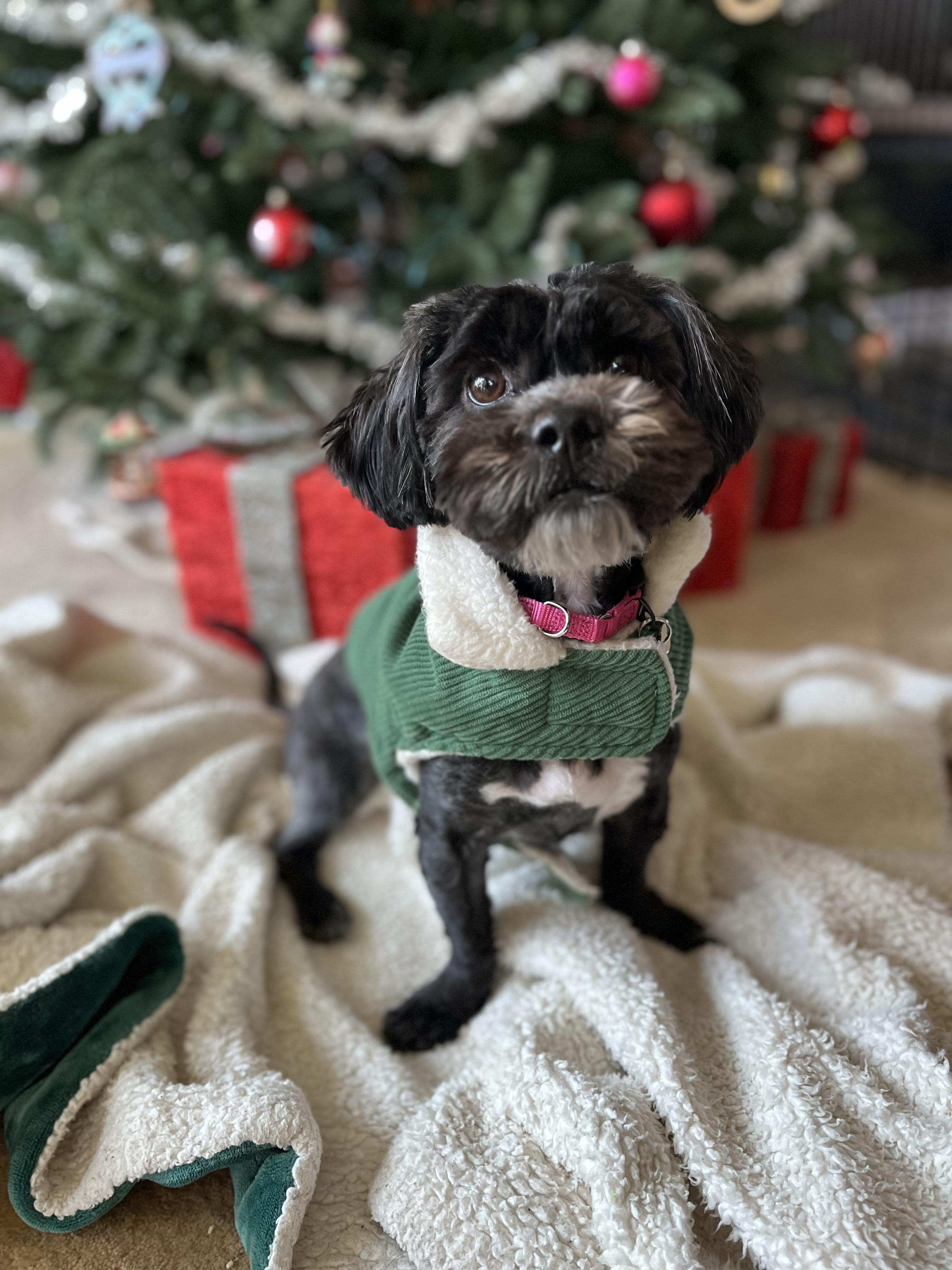 Enlarge Moni , an adopted mixed breed in Thornwood, NY image 3/6