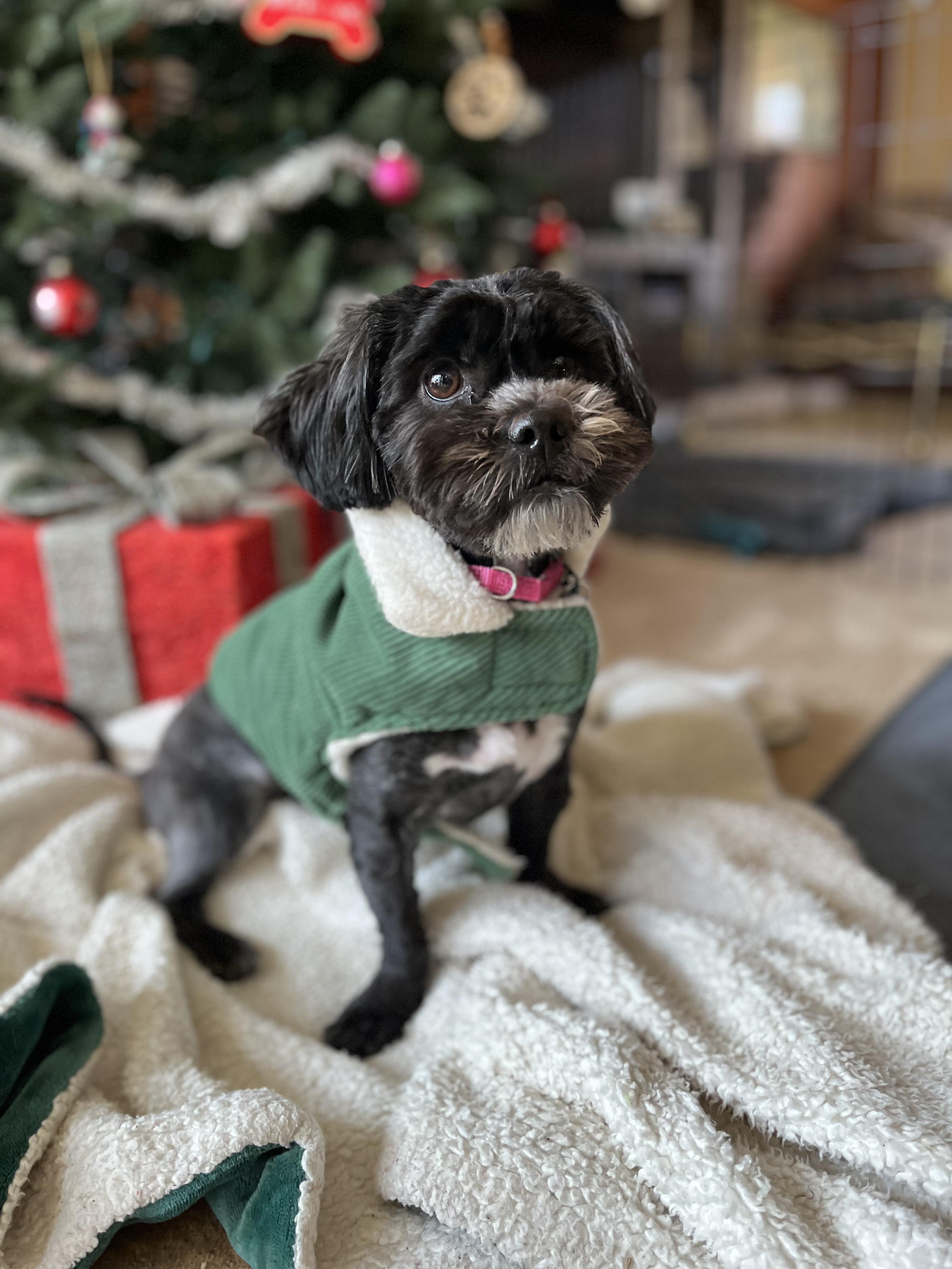 Enlarge Moni , an adopted mixed breed in Thornwood, NY image 4/6