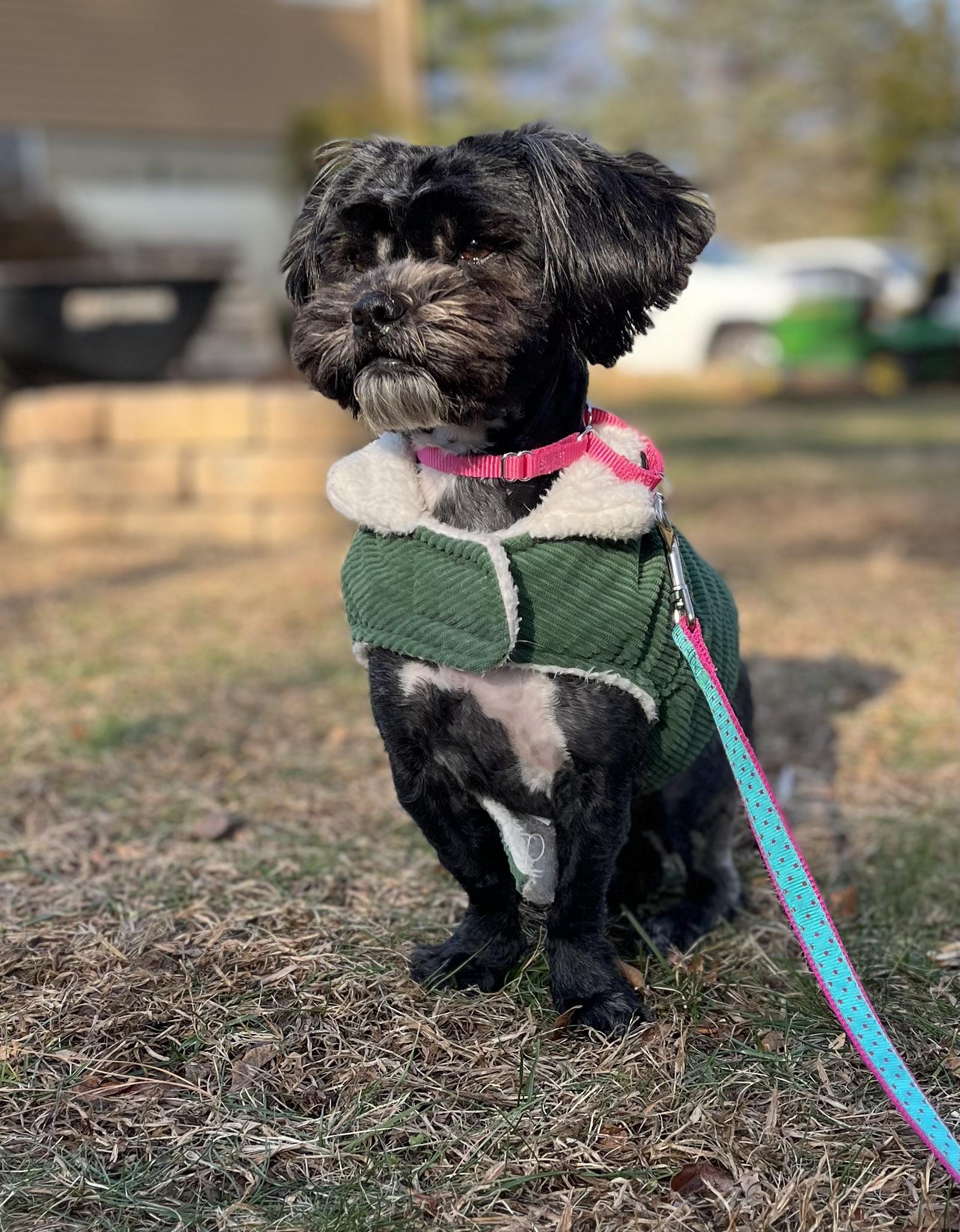 Enlarge Moni , an adopted mixed breed in Thornwood, NY image 5/6
