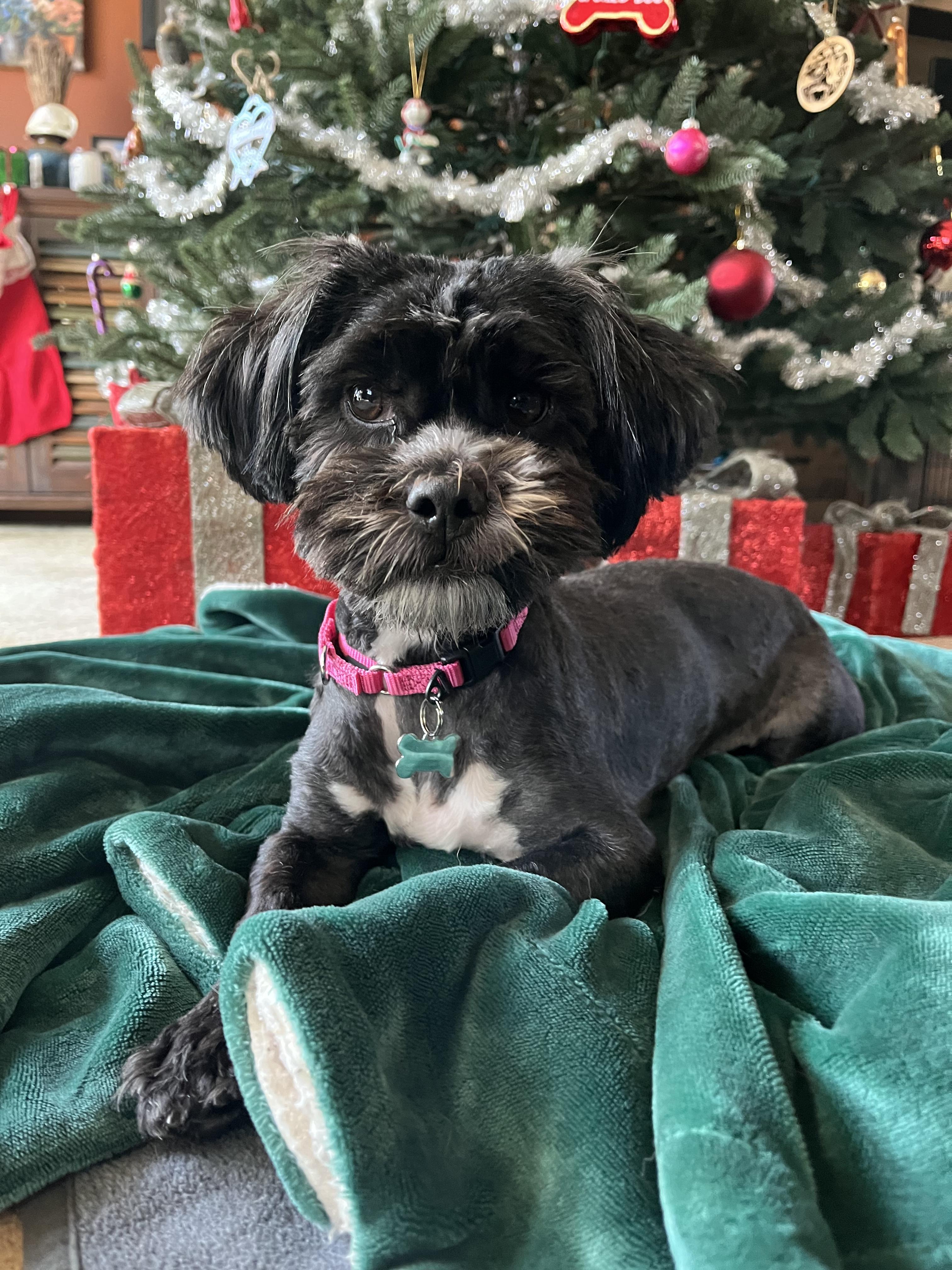 Enlarge Moni , an adopted mixed breed in Thornwood, NY image 6/6