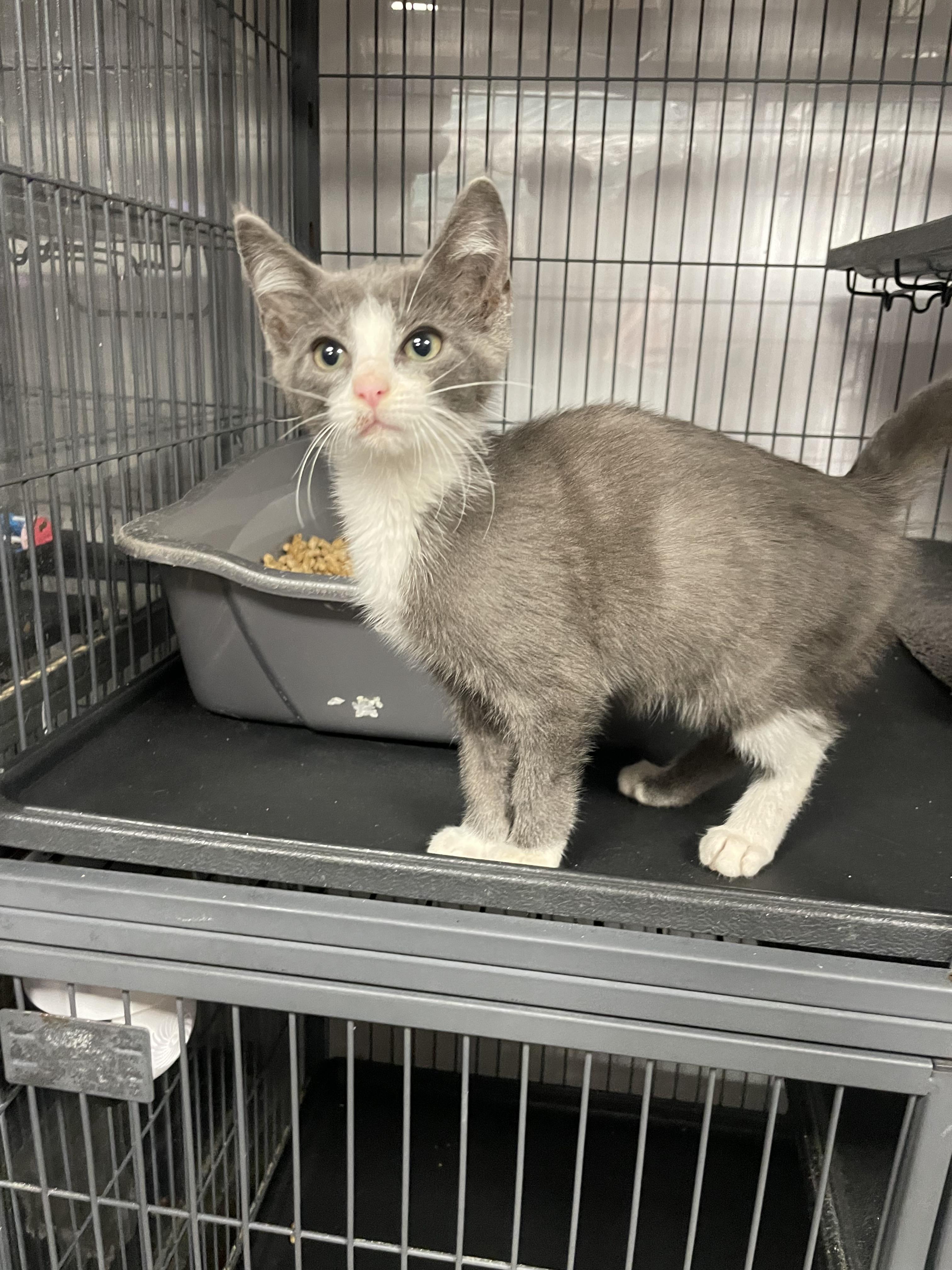 Astro, Adoptable, Kitten Male Domestic Short Hair.