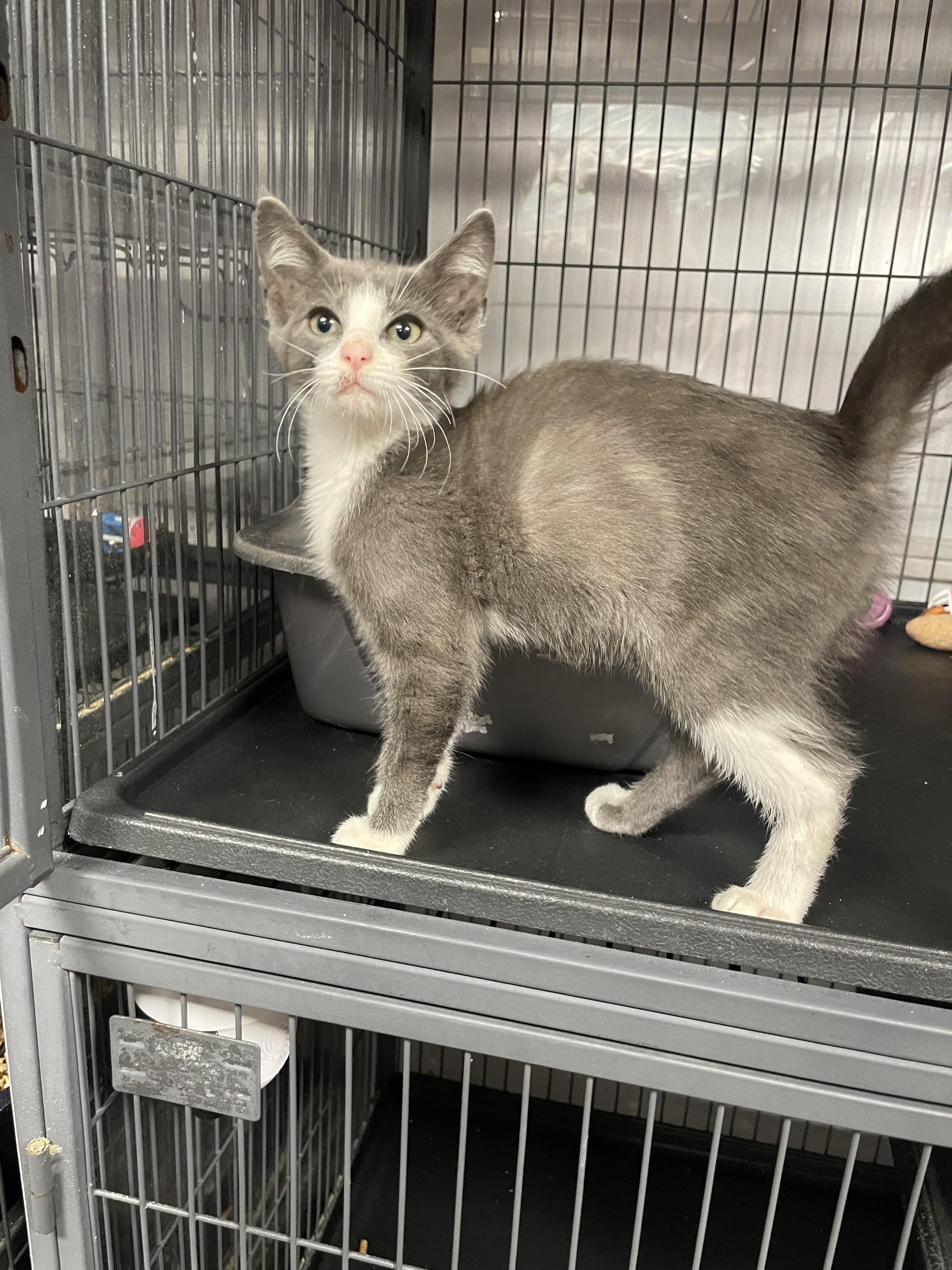Enlarge Astro, a Adoptable Domestic Short Hair in Goodlettsville, TN image 2/2