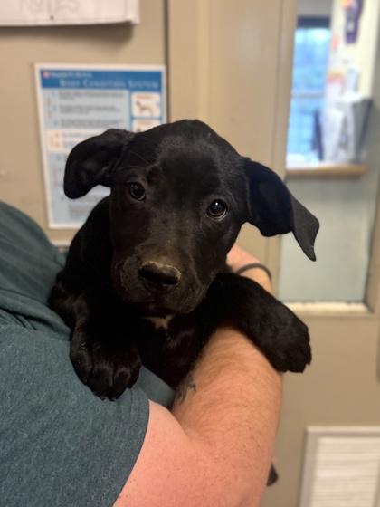 Enlarge Alfredo, a Adoptable mixed breed in King William, VA image 1/1