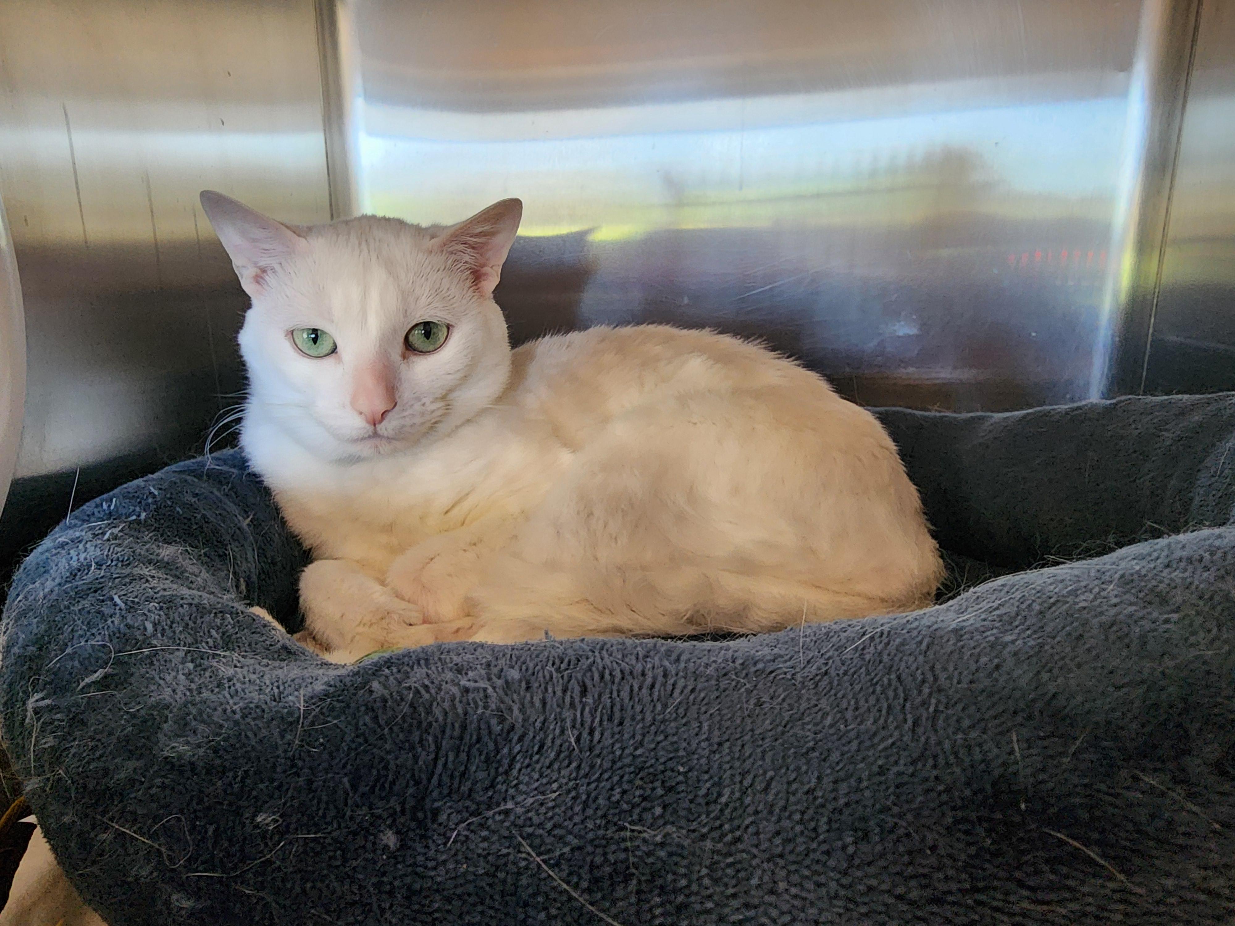 Zeke, Adult Male unknown