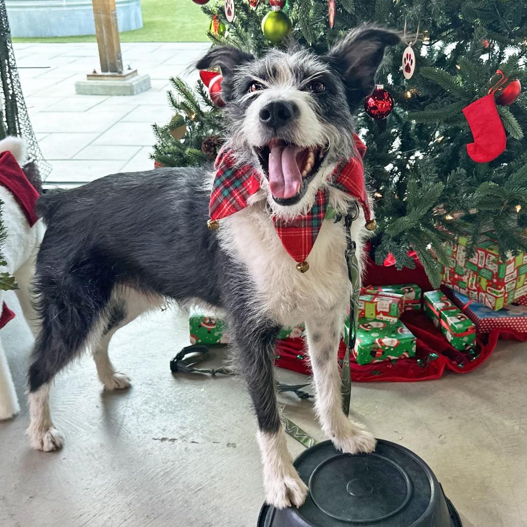 Charlie, Adoptable, Adult Male Mixed Breed.