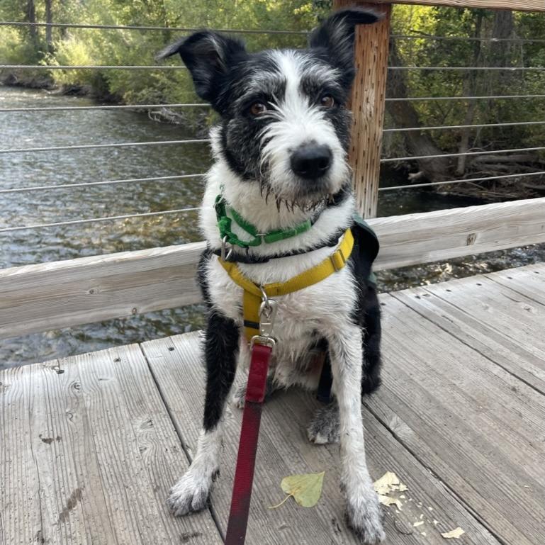 Charlie, a Adoptable Mixed Breed in Hailey, ID image 2/6