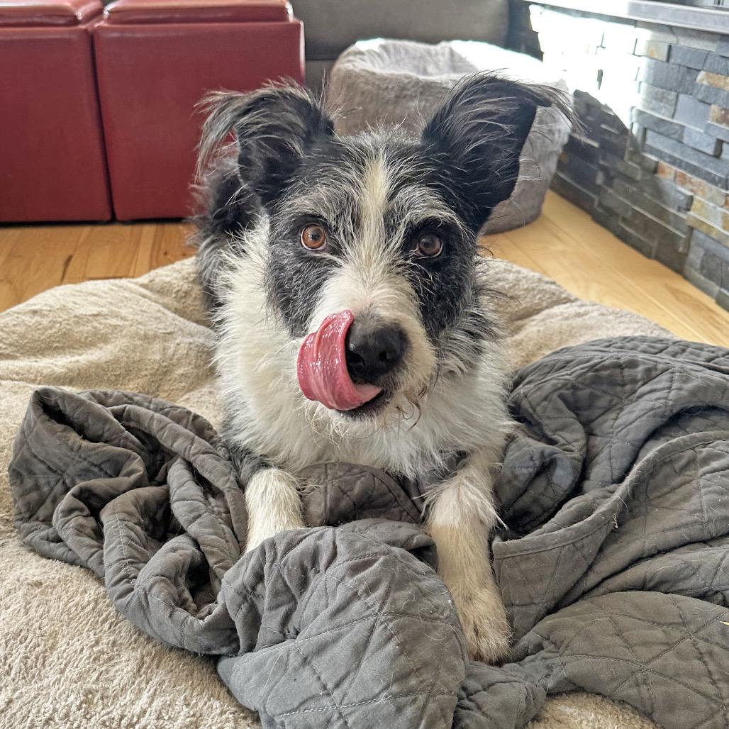 Charlie, a Adoptable Mixed Breed in Hailey, ID image 3/6