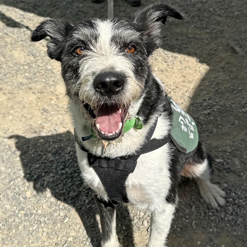 Charlie, a Adoptable Mixed Breed in Hailey, ID image 4/6