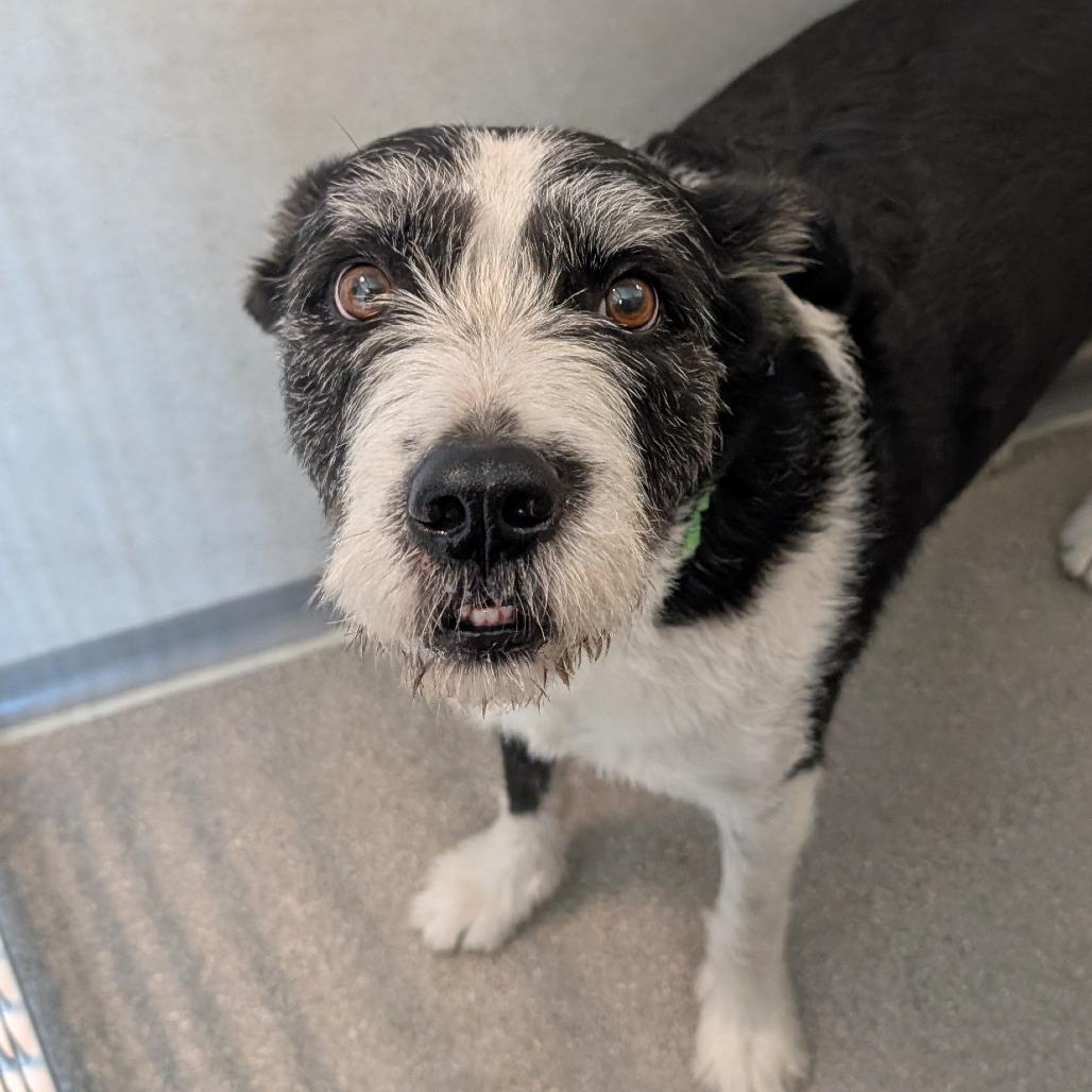 Charlie, a Adoptable Mixed Breed in Hailey, ID image 5/6