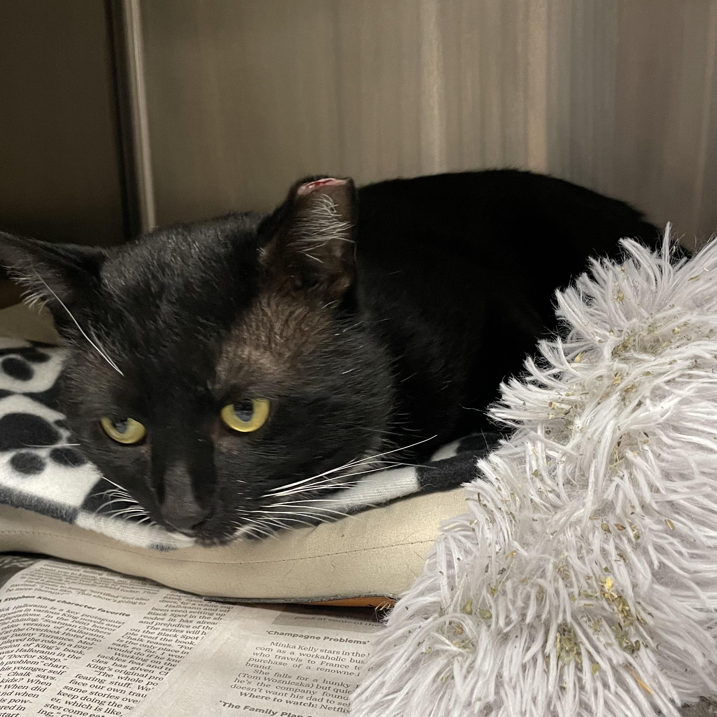 Yukon — thumbnail 2