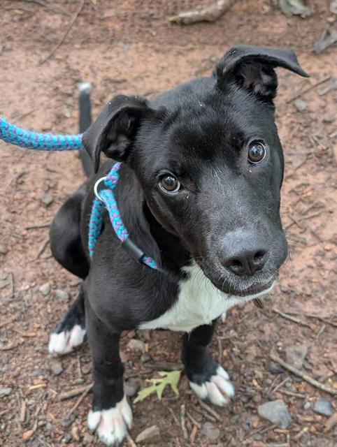 GOOBER, Adoptable, Young Male Labrador Retriever & Staffordshire Bull Terrier.