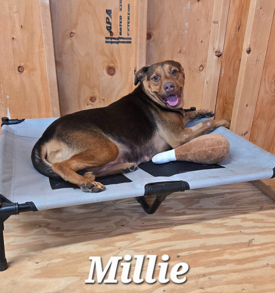 Millie Yrly 84, Adoptable, Young Female Hound.