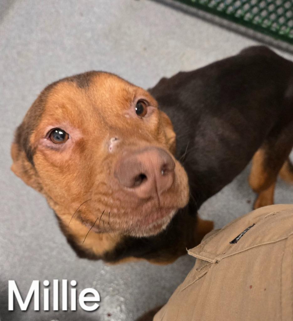 Enlarge Millie Yrly 84, a Adoptable Hound in Sidney, OH image 2/6