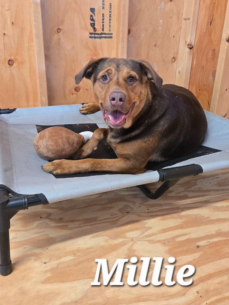 Enlarge Millie Yrly 84, a Adoptable Hound in Sidney, OH image 3/6