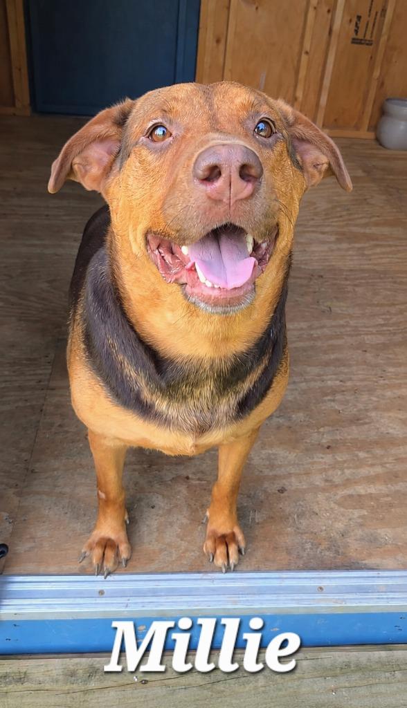 Enlarge Millie Yrly 84, a Adoptable Hound in Sidney, OH image 4/6