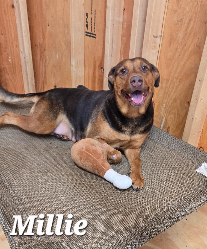 Enlarge Millie Yrly 84, a Adoptable Hound in Sidney, OH image 5/6