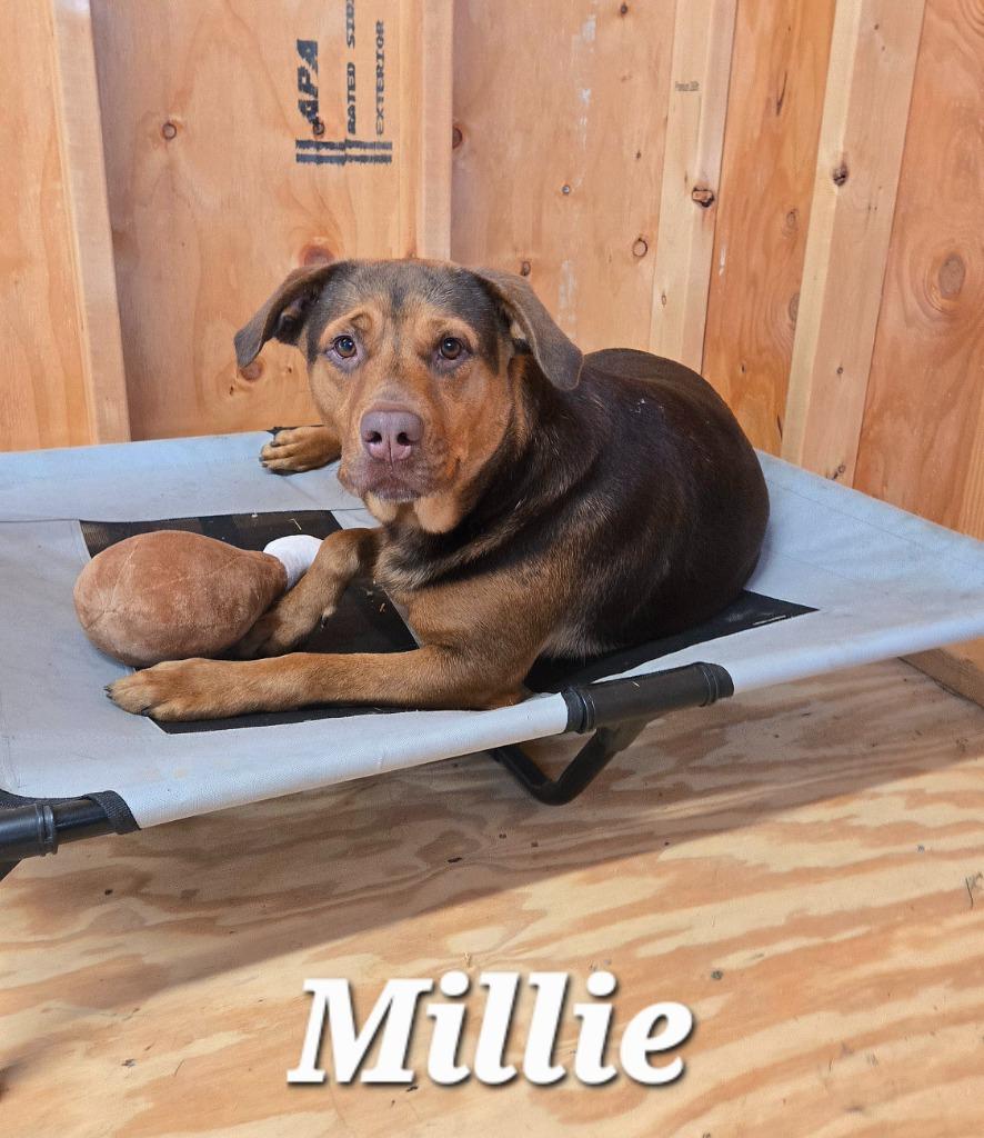 Enlarge Millie Yrly 84, a Adoptable Hound in Sidney, OH image 6/6