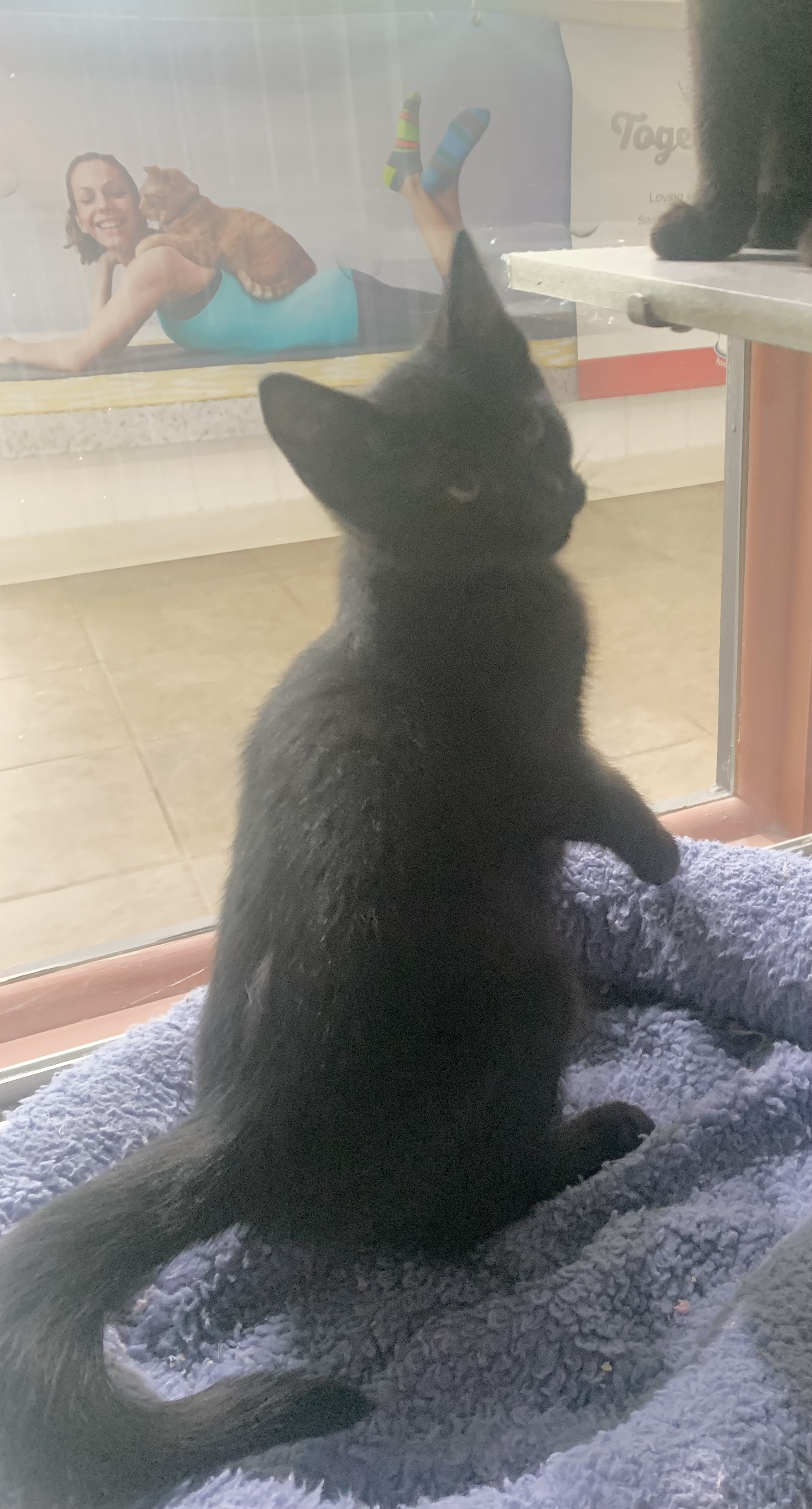 Cat for adoption Binx, a Domestic Short Hair Mix in Massena, NY