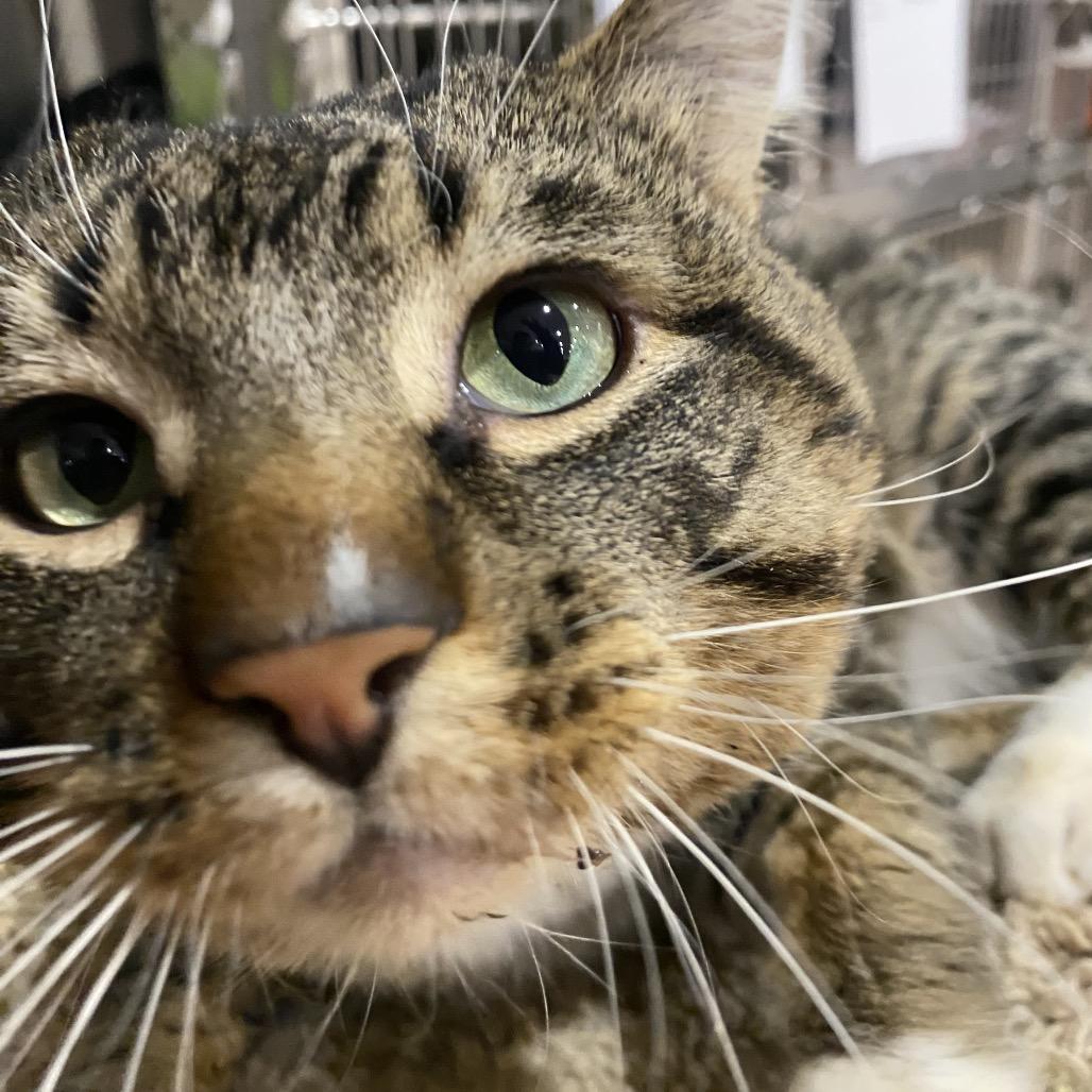 Sean Bean, Adoptable, Young Male Domestic Short Hair.