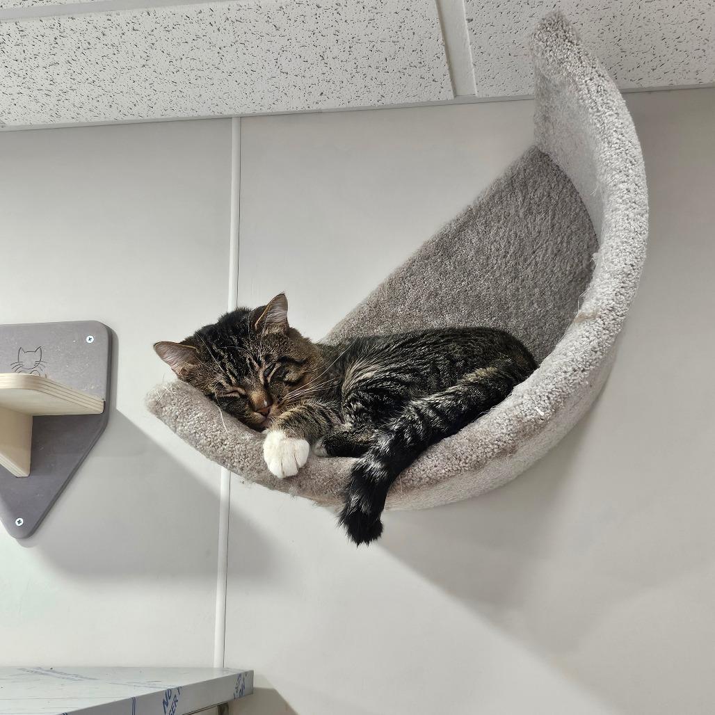 Sean Bean, Adoptable, Young Male Domestic Short Hair.