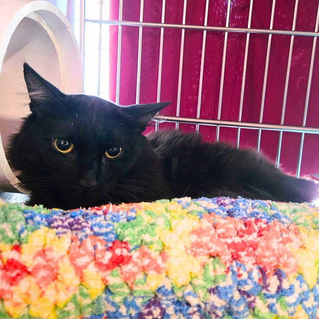 Mac Lir, Adoptable, Young Male Domestic Long Hair.