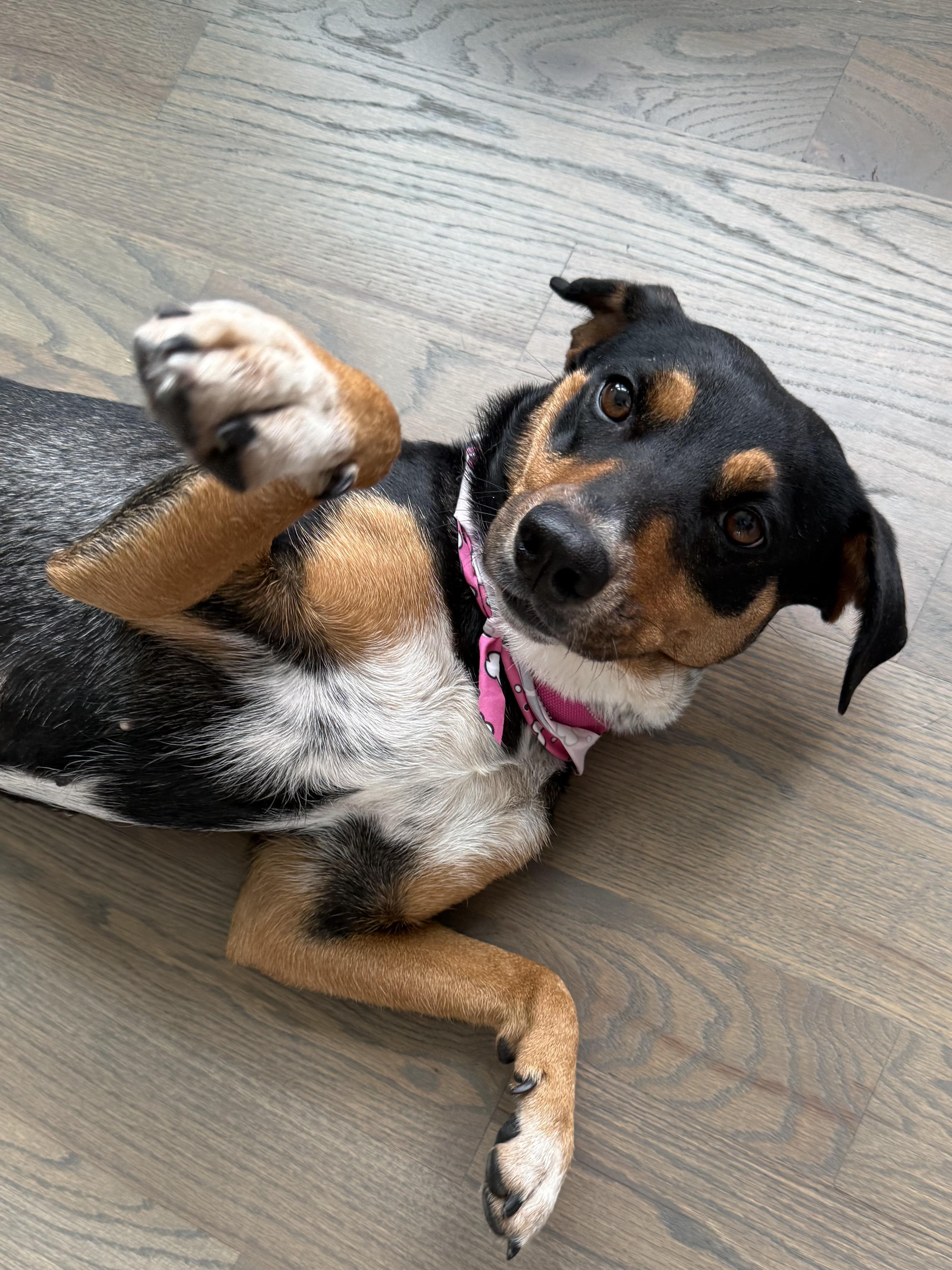 Daisy, ADOPTABLE, Adult Female Rat Terrier & Australian Kelpie.