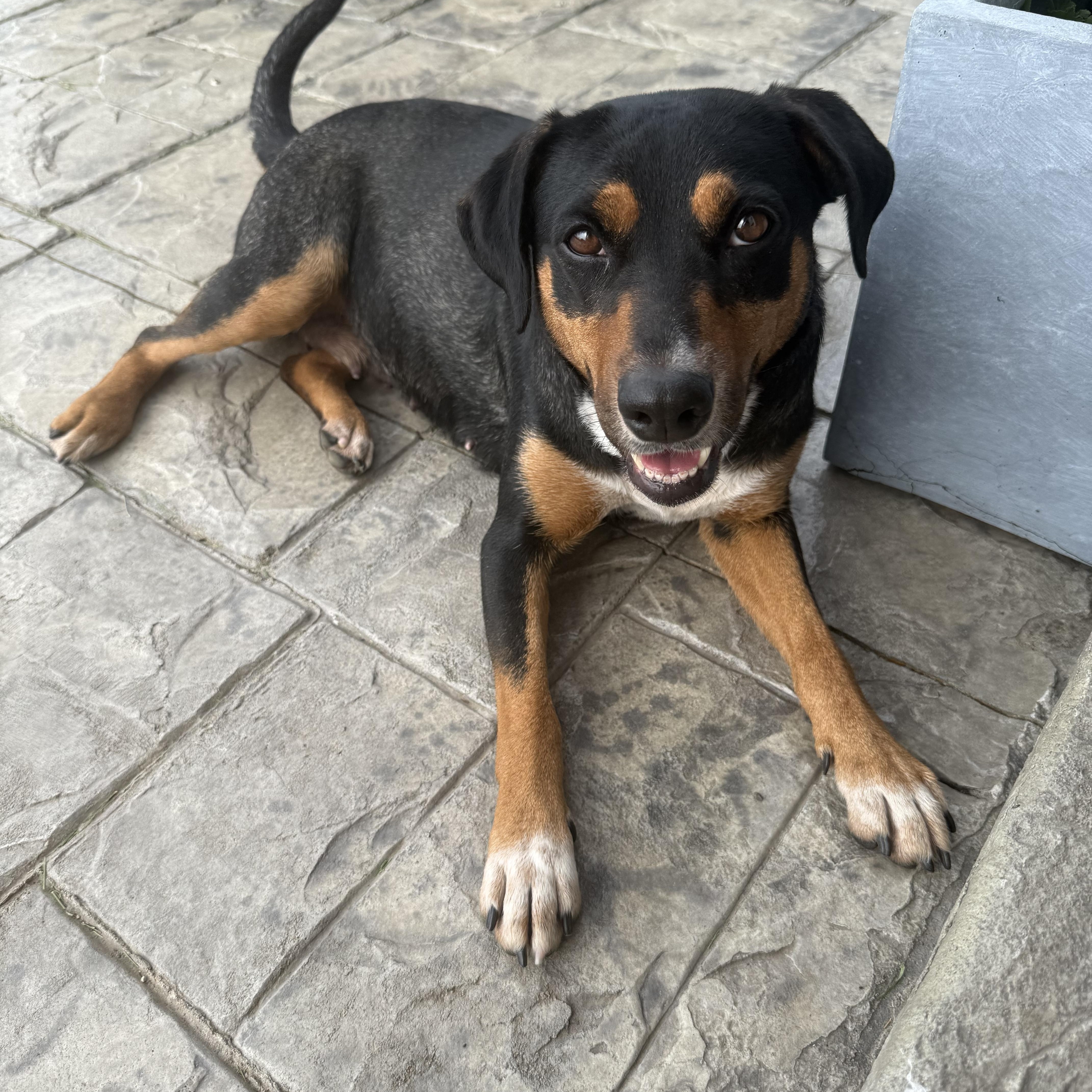 Enlarge Daisy, a ADOPTABLE mixed breed in Oswego, IL image 1/6