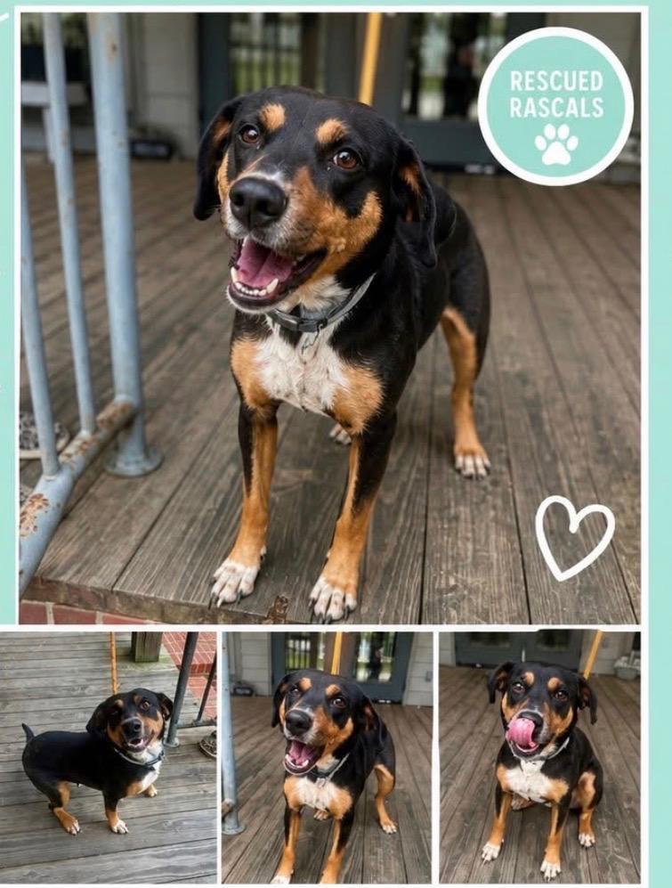 Enlarge Daisy, a ADOPTABLE mixed breed in Oswego, IL image 5/6