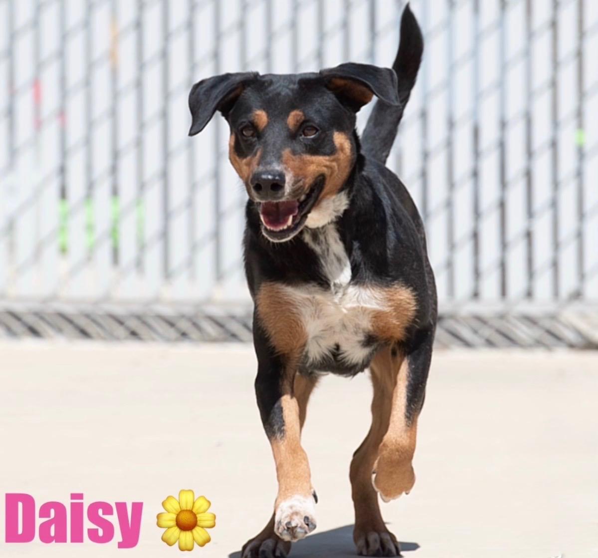 Enlarge Daisy, a ADOPTABLE mixed breed in Oswego, IL image 2/6