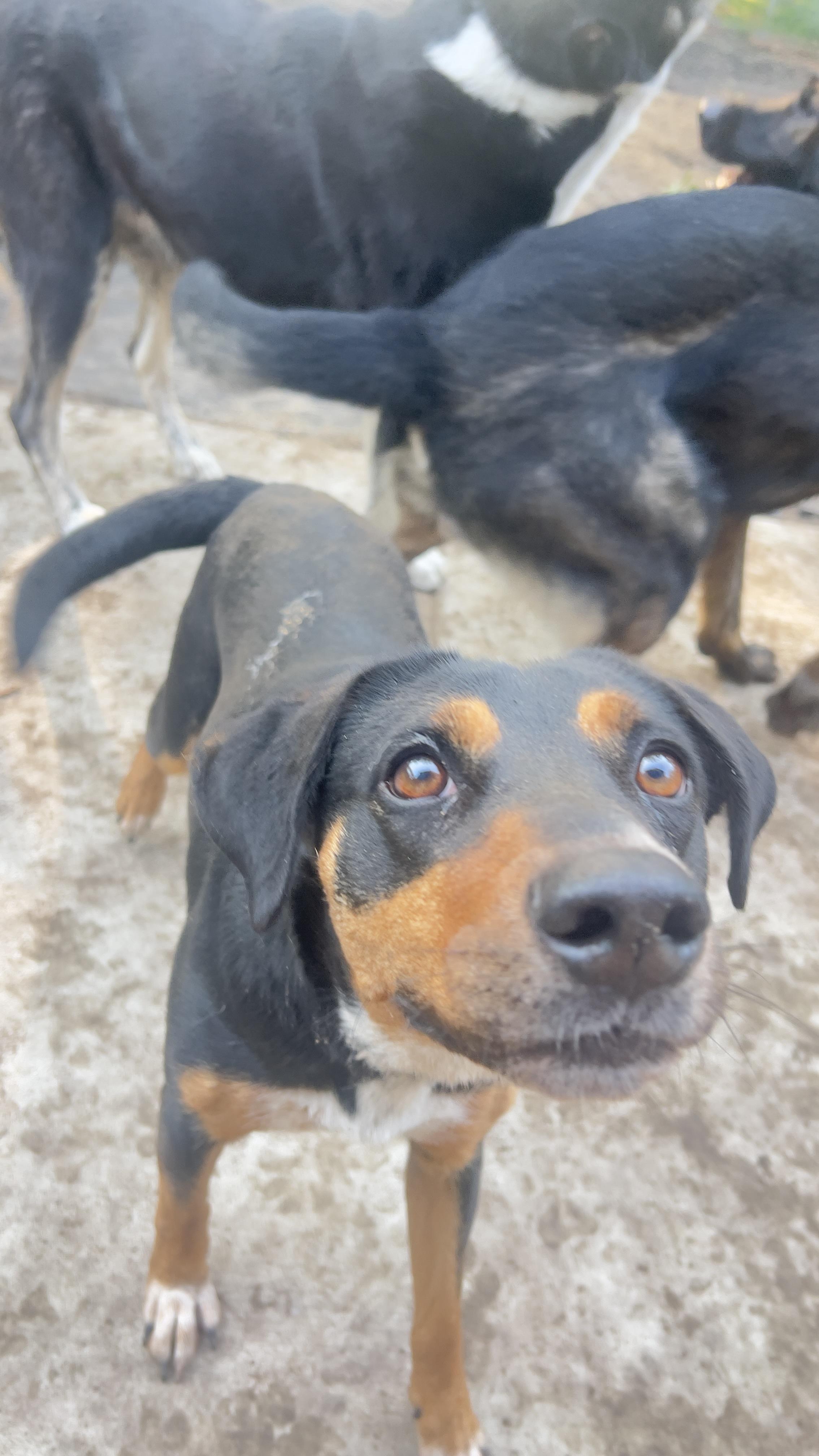 Daisy, a ADOPTABLE mixed breed in Oswego, IL image 6/6