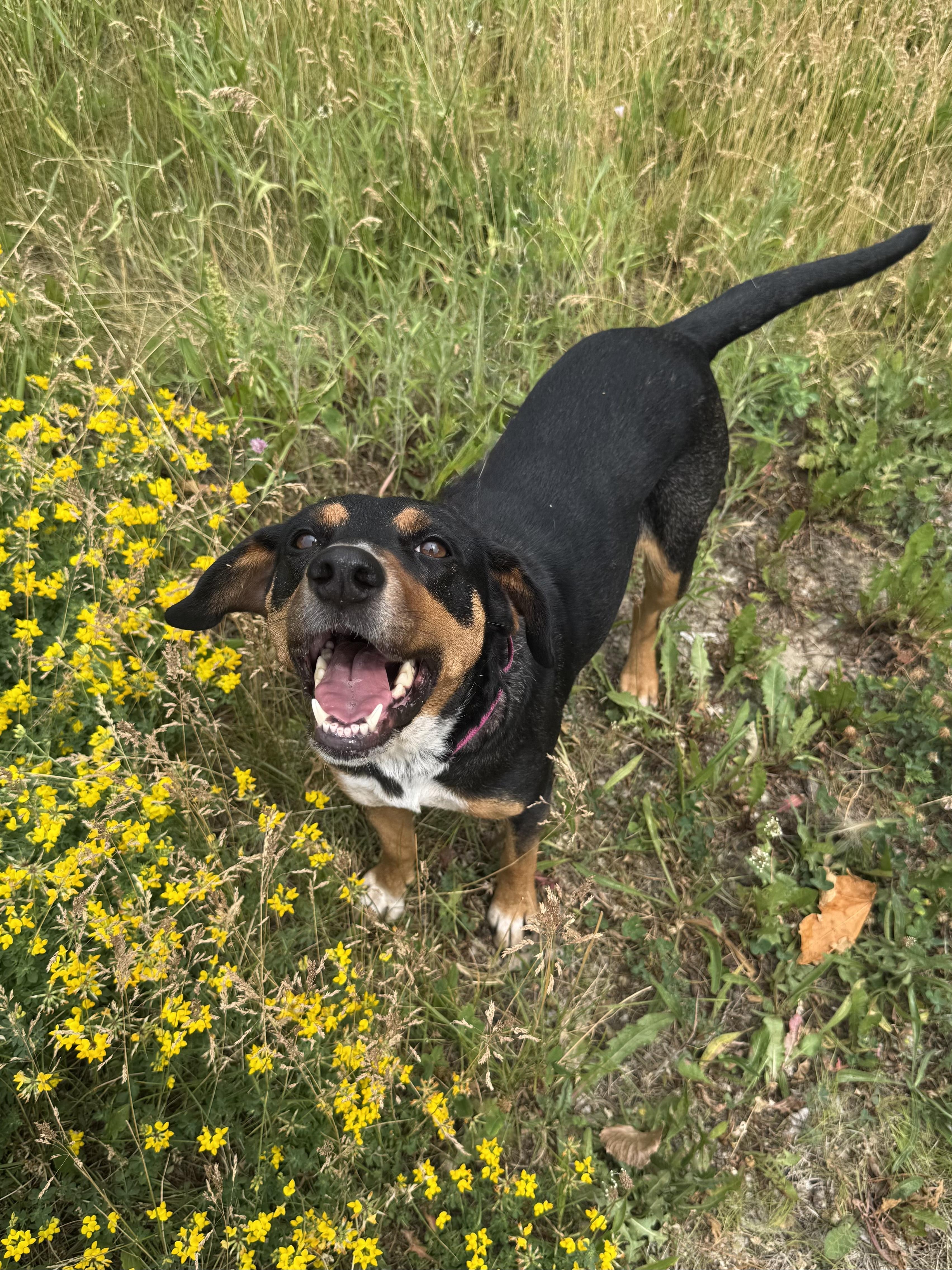 Enlarge Daisy, a ADOPTABLE mixed breed in Oswego, IL image 2/6