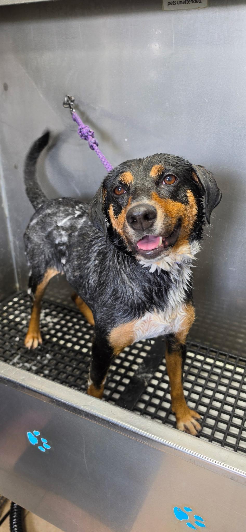 Enlarge Daisy, a ADOPTABLE mixed breed in Oswego, IL image 3/6