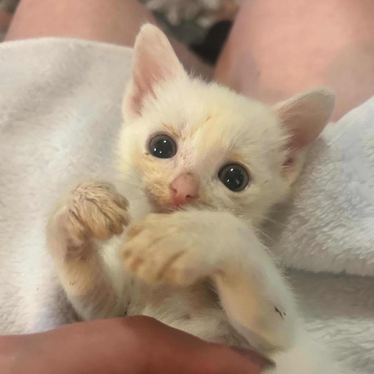 Enlarge Q, a Adoptable Domestic Short Hair in Houston, TX image 3/6