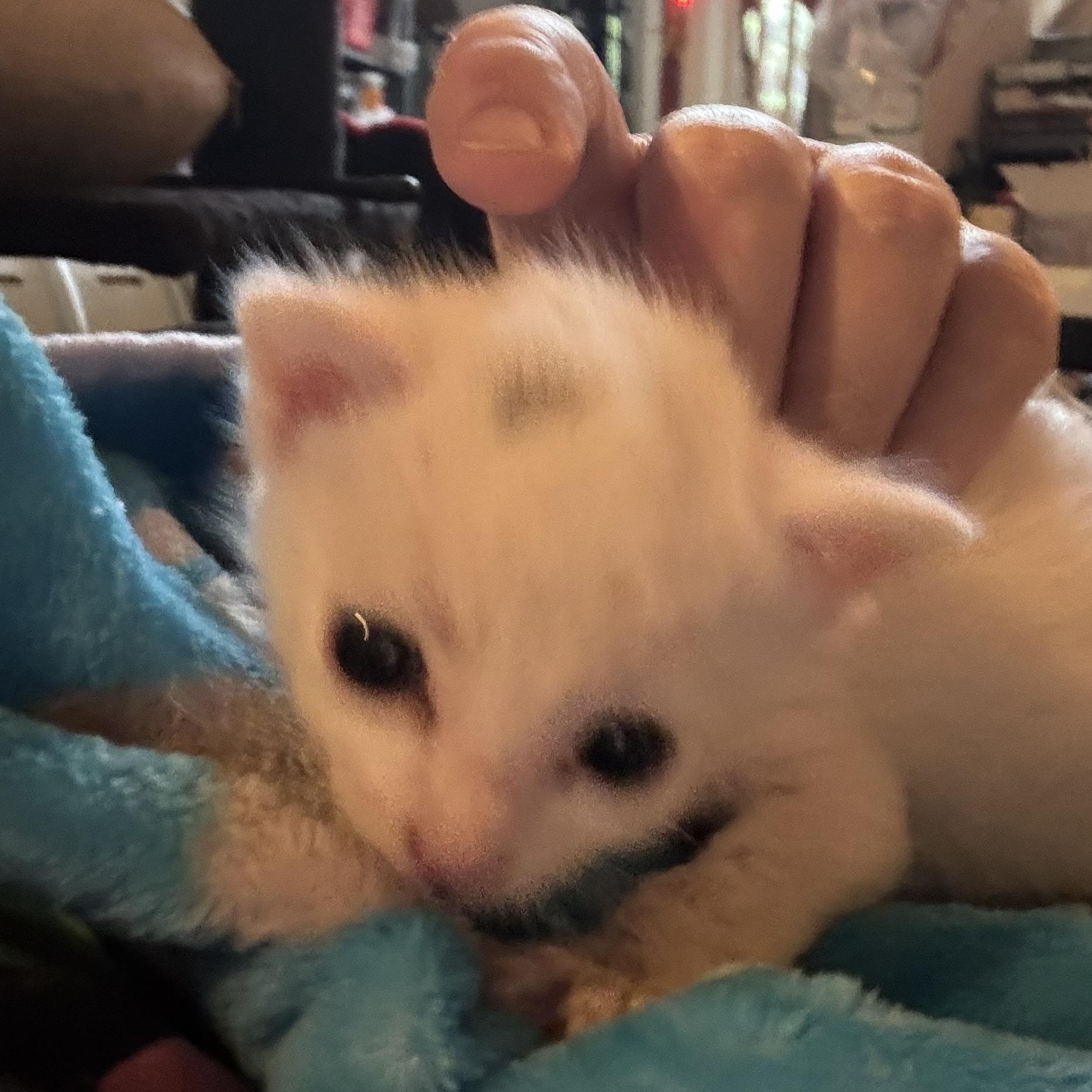 Q, Adoptable, Kitten Male Domestic Short Hair.