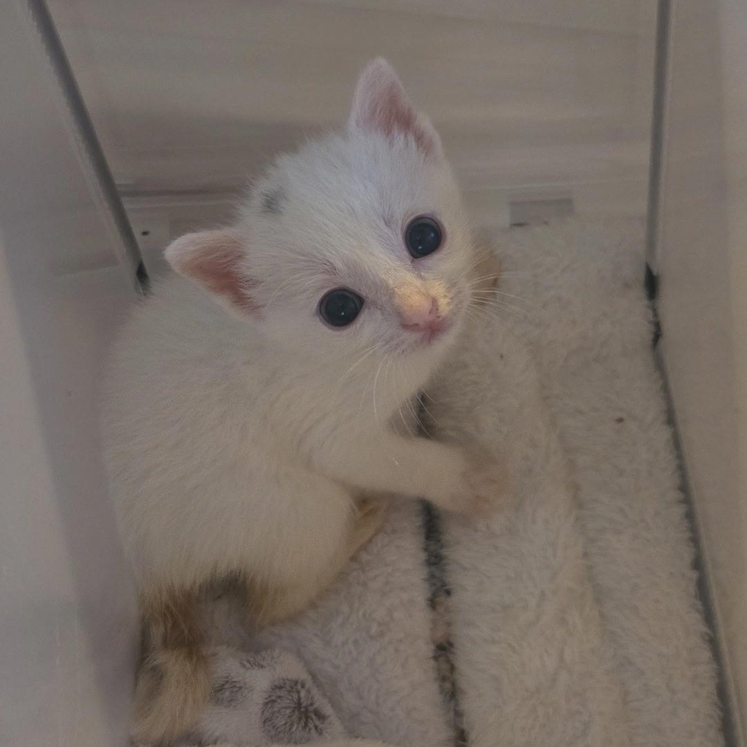Enlarge Q, a Adoptable Domestic Short Hair in Houston, TX image 4/6