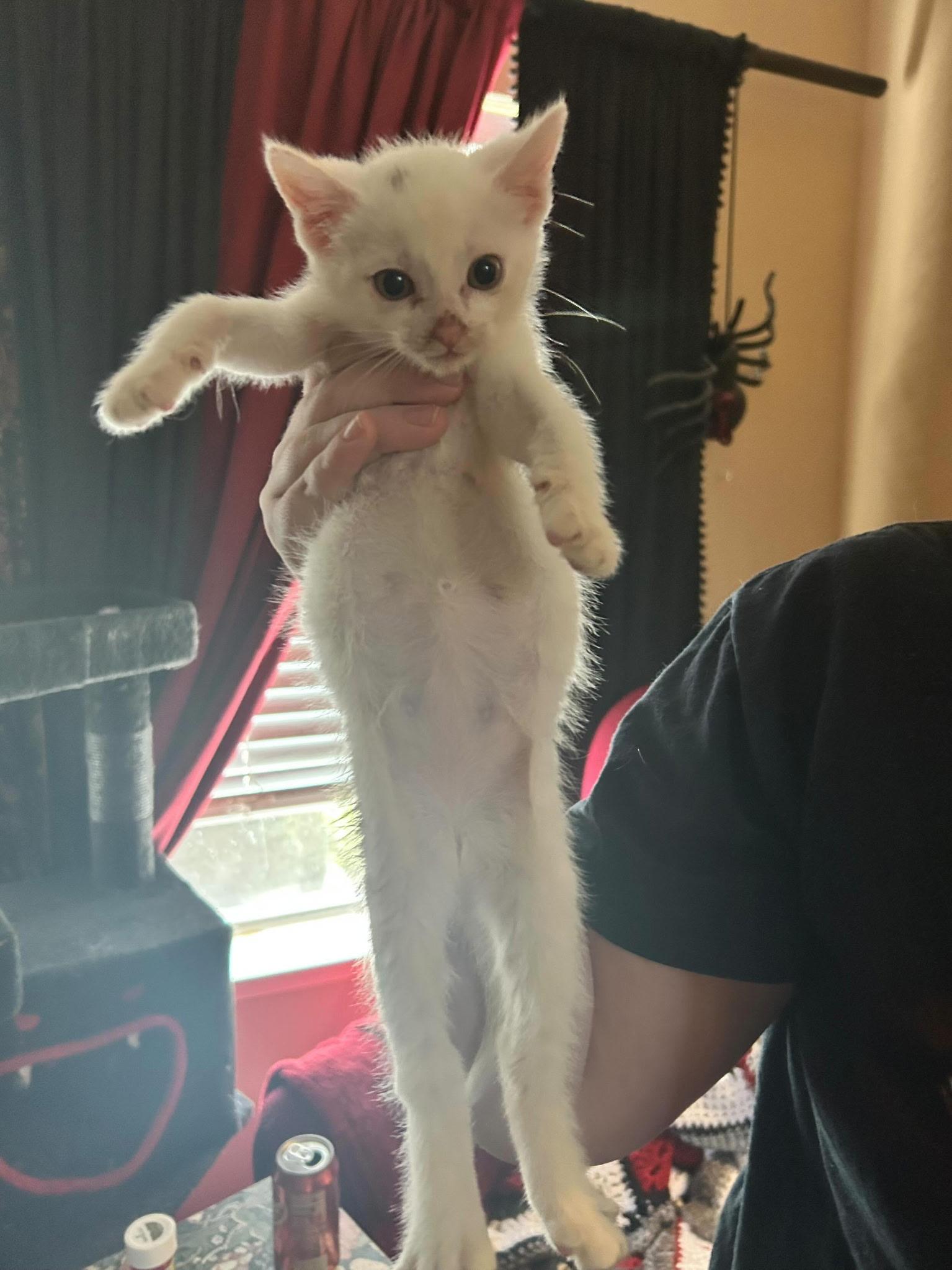 Enlarge Q, a Adoptable Domestic Short Hair in Houston, TX image 6/6