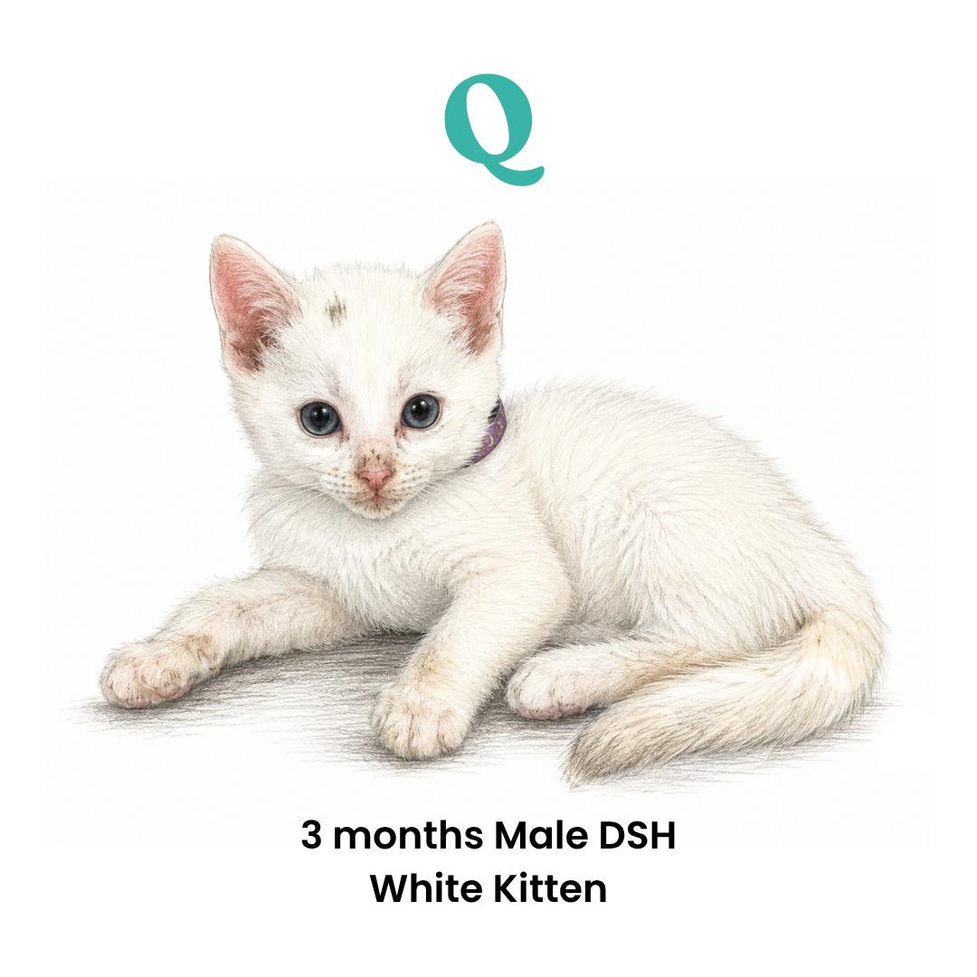 Enlarge Q, a Adoptable Domestic Short Hair in Houston, TX image 2/6