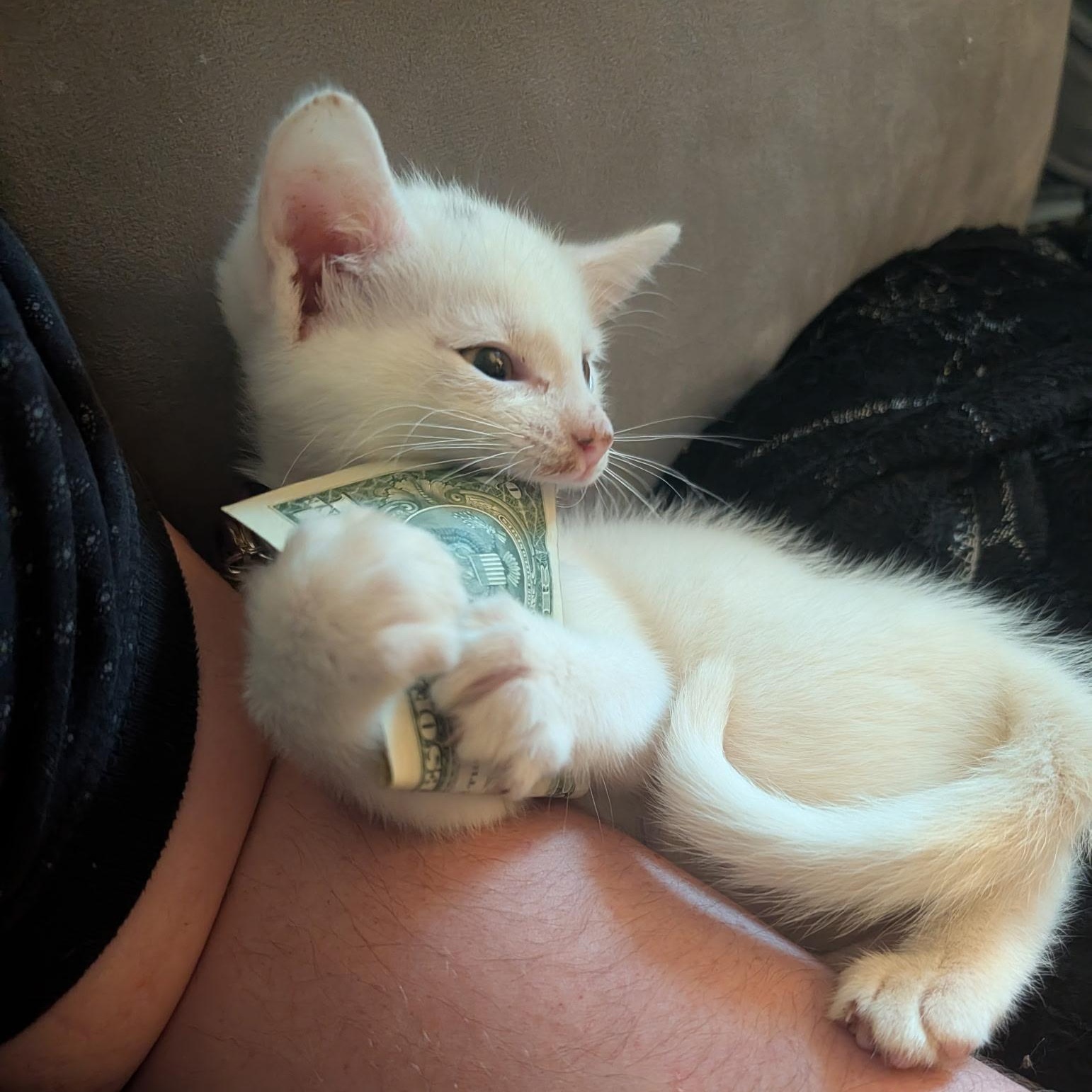 Q, Adoptable, Kitten Male Domestic Short Hair.