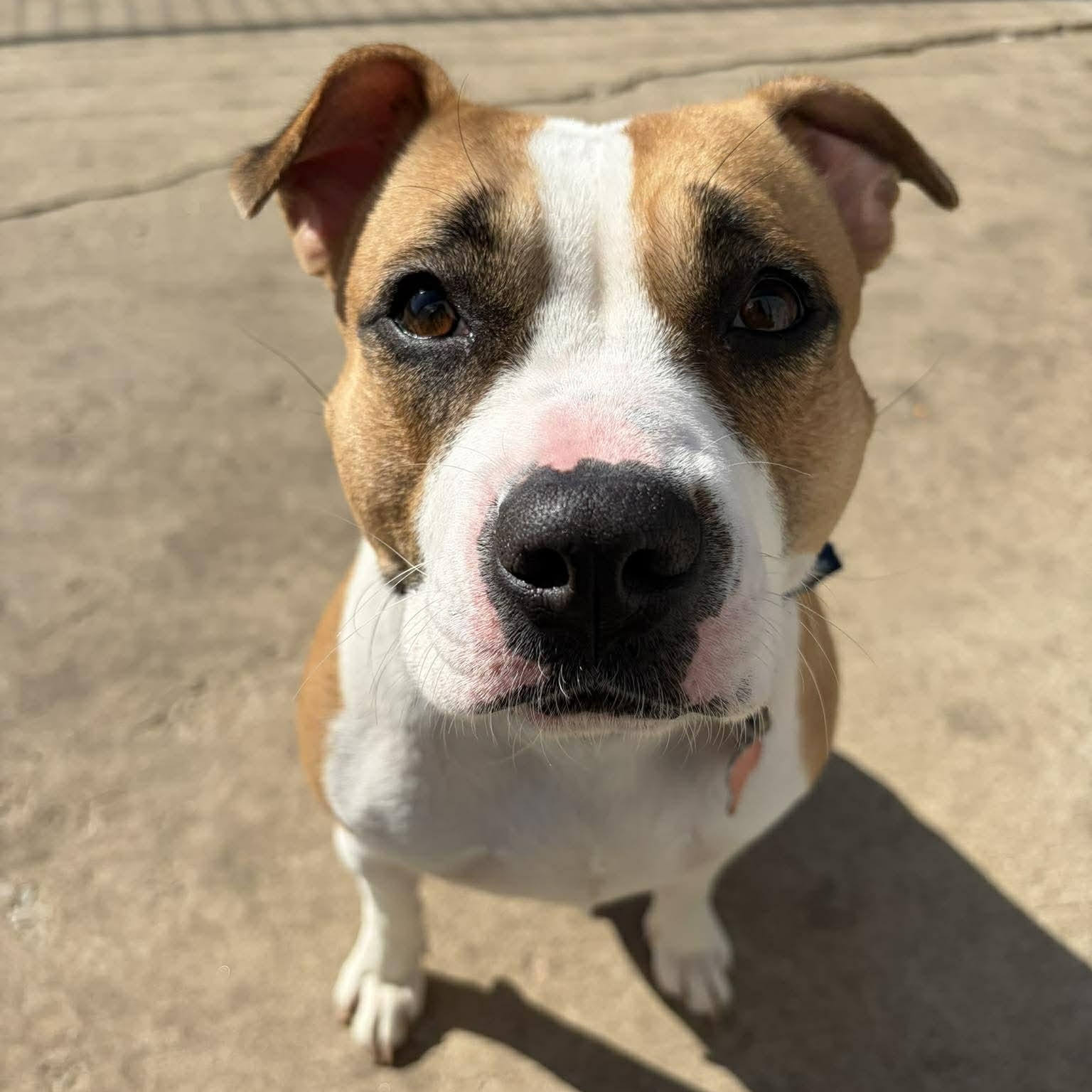 Enlarge Pastry, a ADOPTABLE Terrier in Valparaiso, IN image 4/4