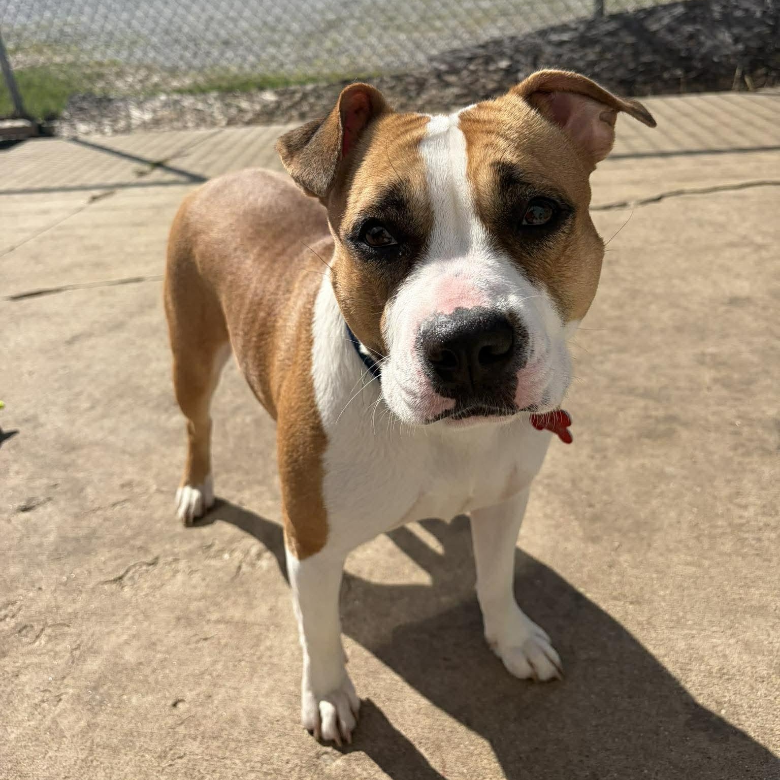 Pastry, ADOPTABLE, Young Female Terrier.