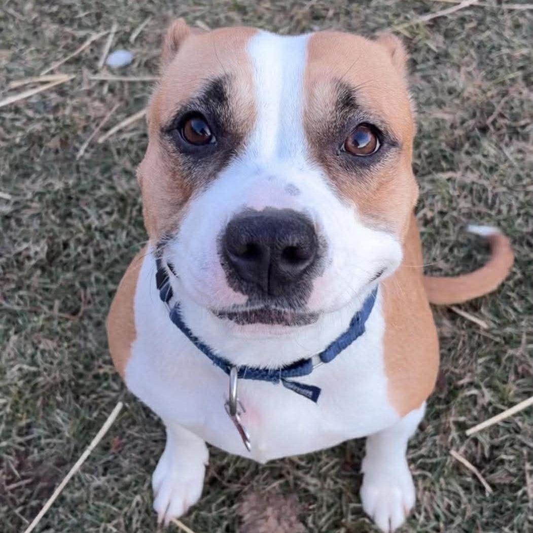 Pastry, ADOPTABLE, Adult Female Terrier.