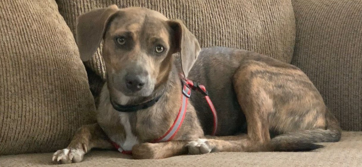 Ellie, Adoptable, Adult Female Catahoula Leopard Dog.