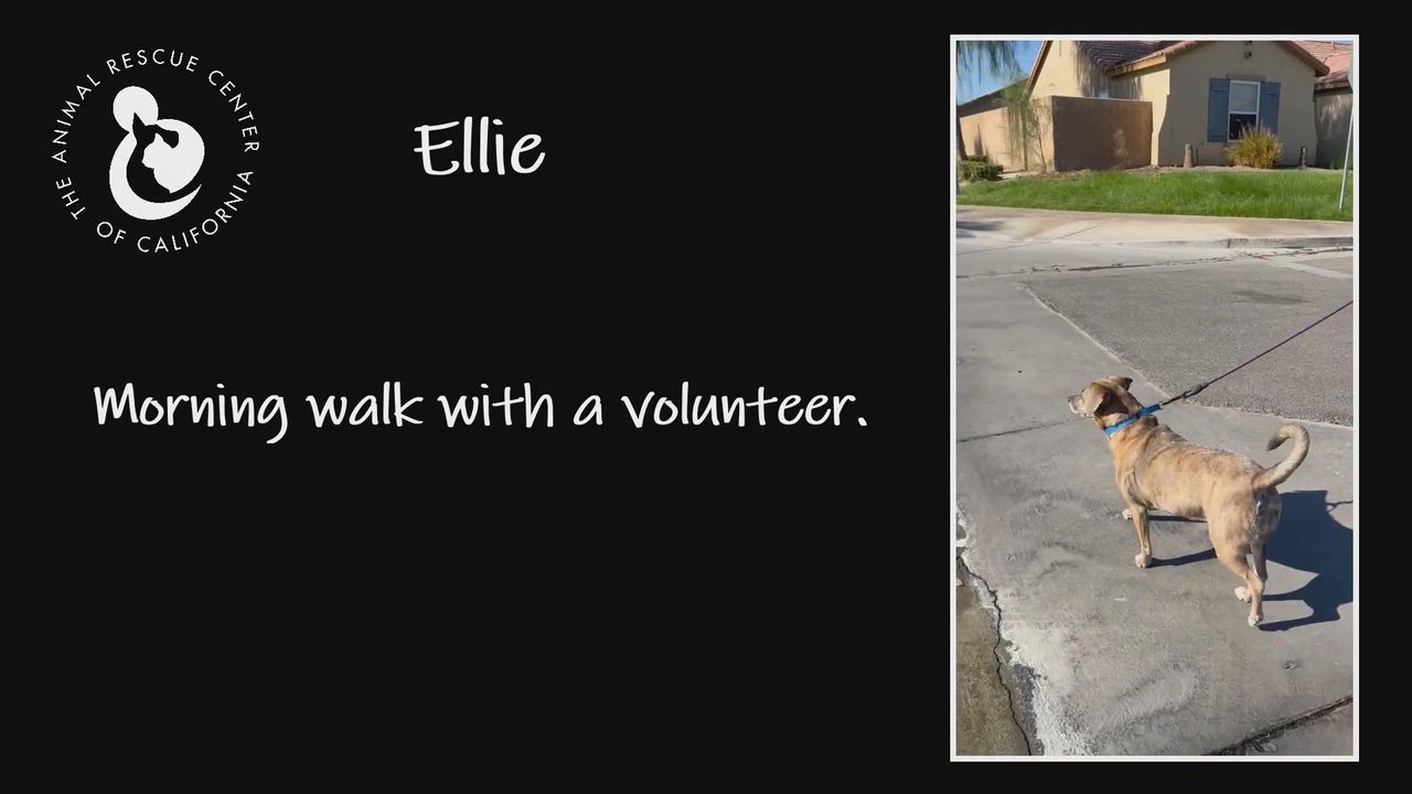 Enlarge Ellie, a Adoptable mixed breed in Coachella, CA video 4/4