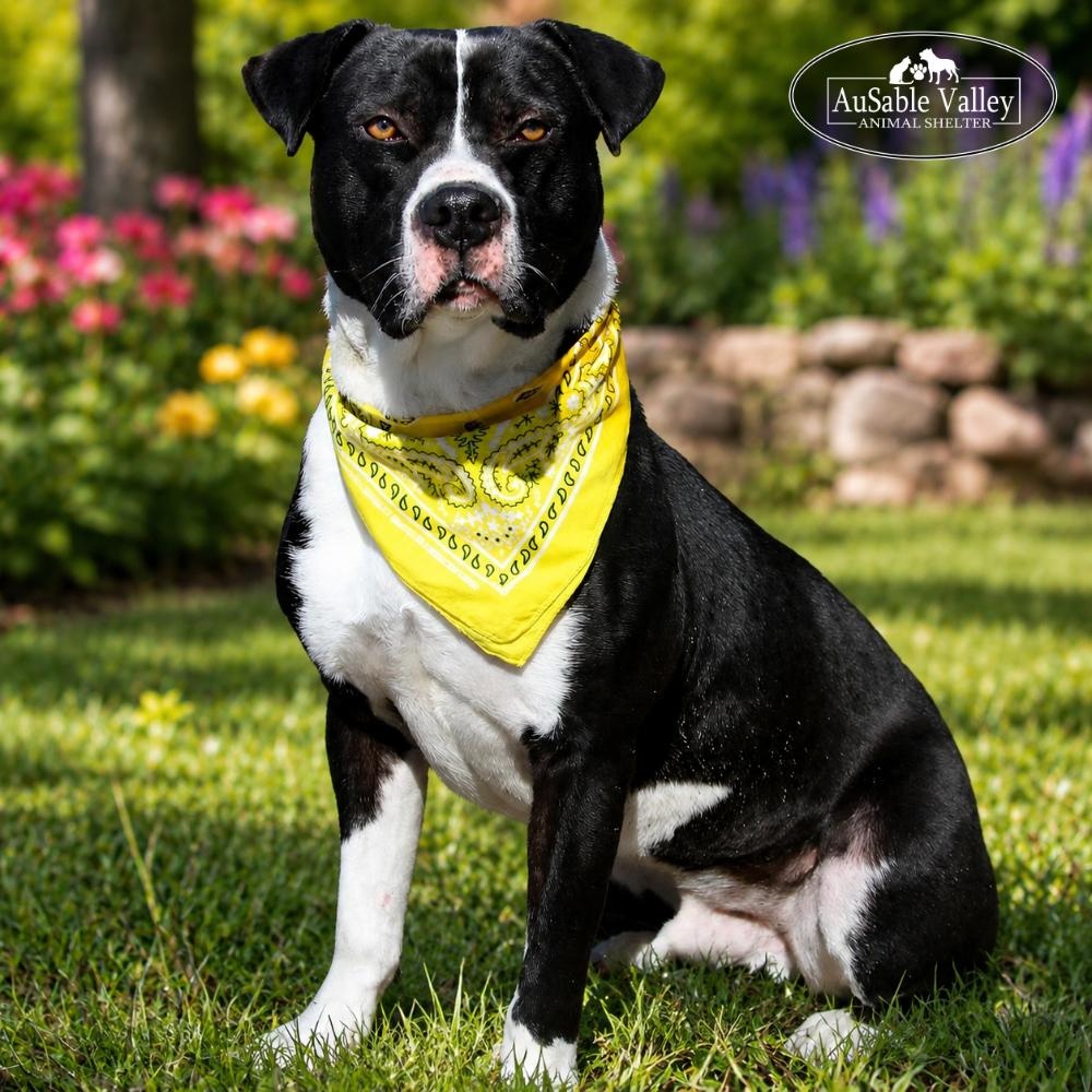 Bruno, a ADOPTABLE mixed breed in Grayling, MI image 1/6