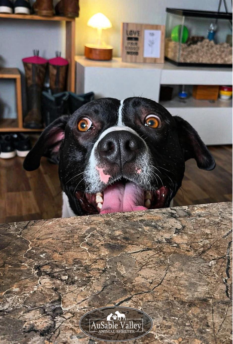 Bruno, a ADOPTABLE mixed breed in Grayling, MI image 5/6