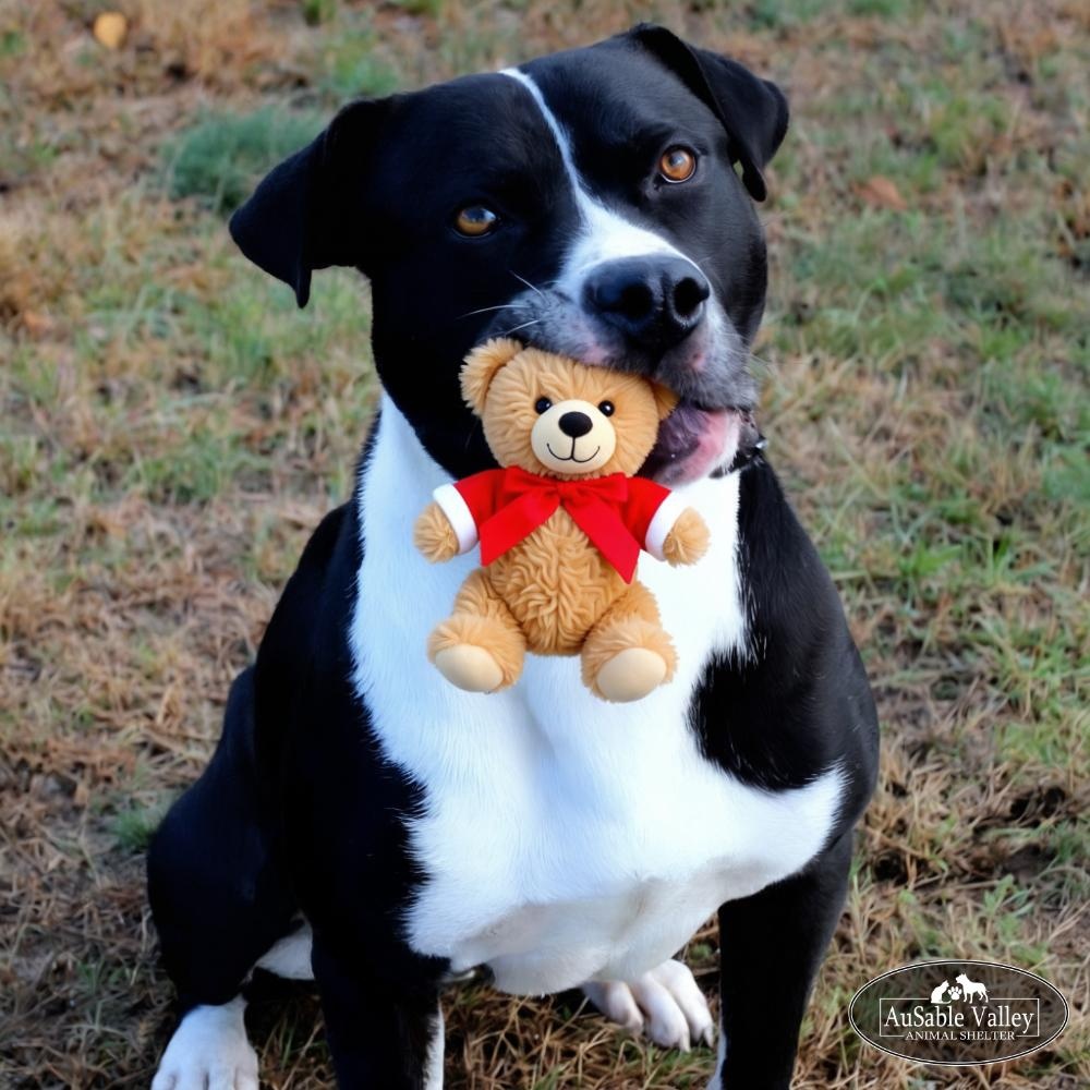 Bruno, ADOPTABLE, Adult Male Mixed Breed.