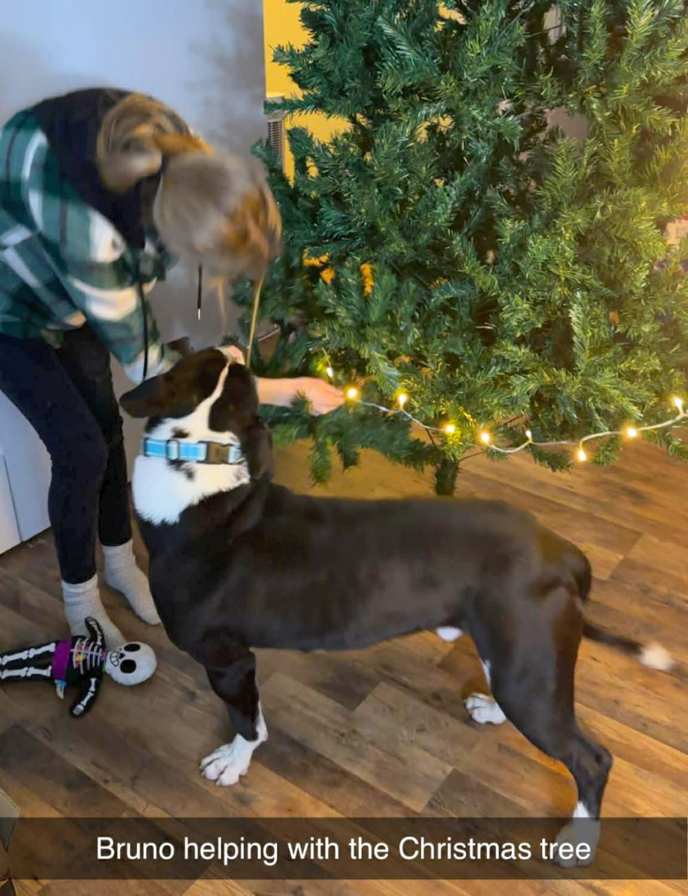 Bruno, a ADOPTABLE mixed breed in Grayling, MI image 2/6