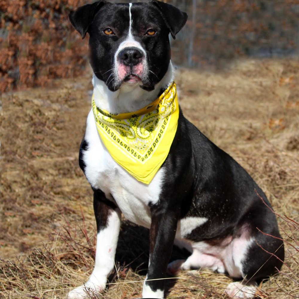 Enlarge Bruno, a ADOPTABLE mixed breed in Grayling, MI image 1/6